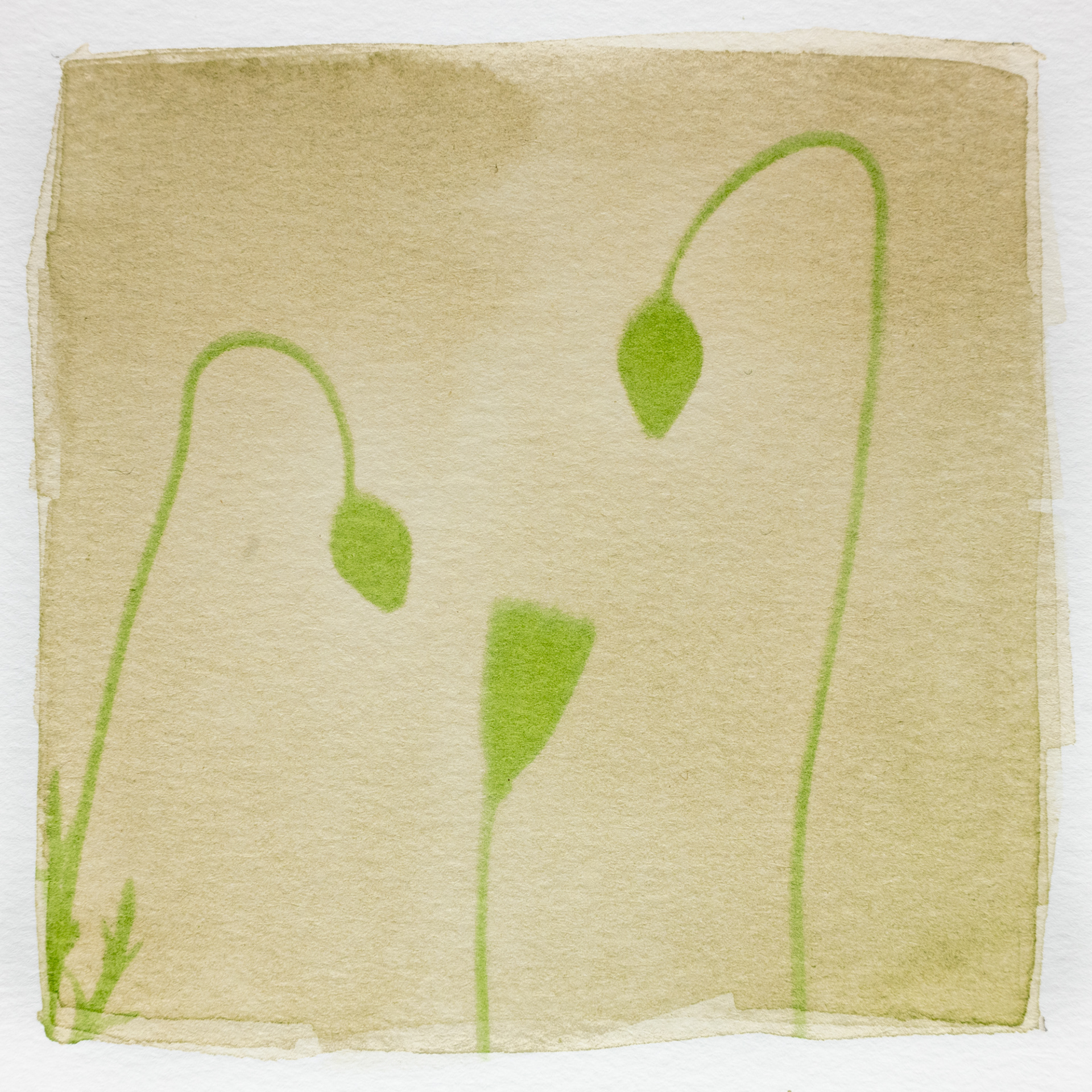 Poppy Photogram - Dye: Spinach Leaves