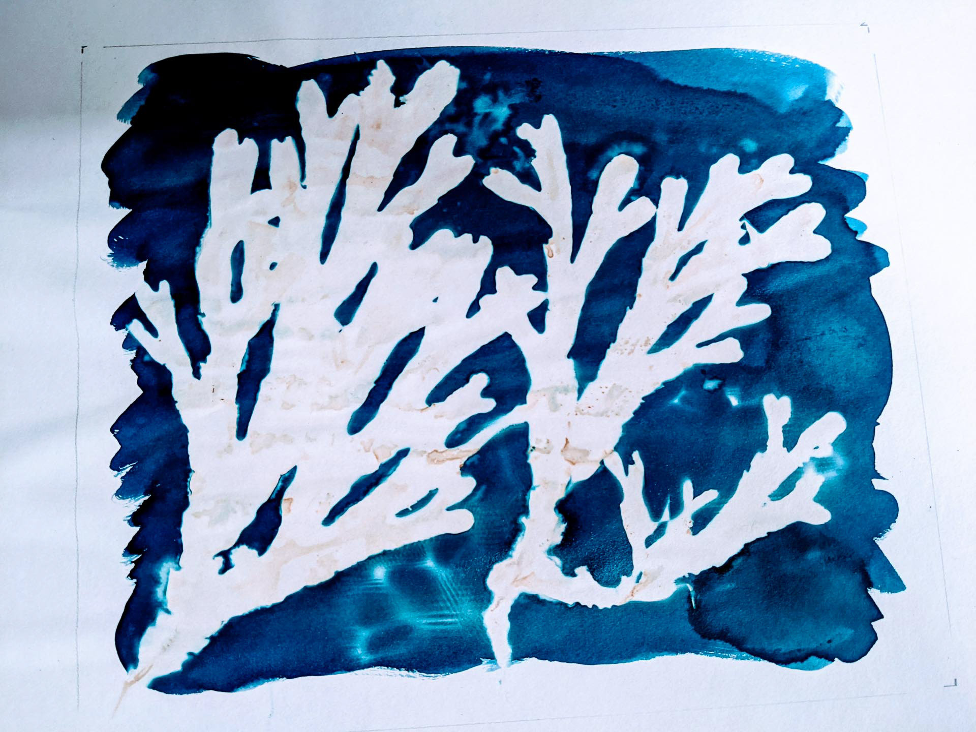 Bladder Wrack Photogram