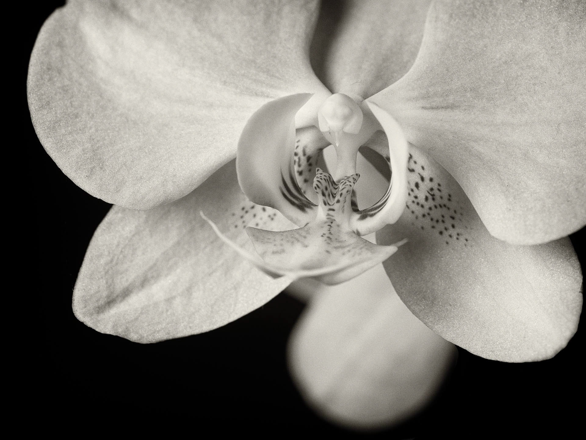 20220108 Orchid