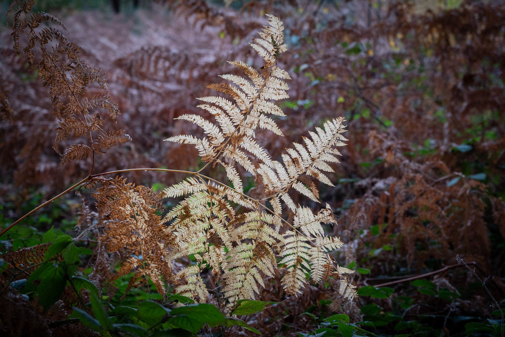 20221113 Sunlit fern