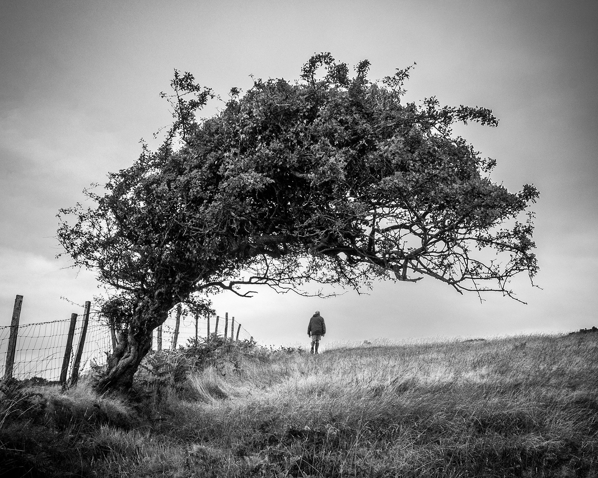 Bent by the wind