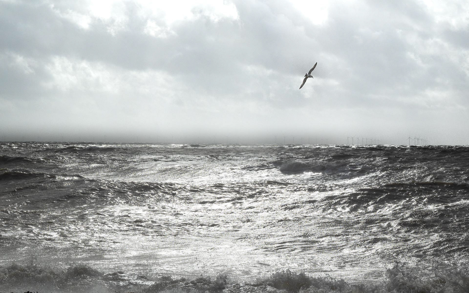 20221108 Gull over sunlit waves