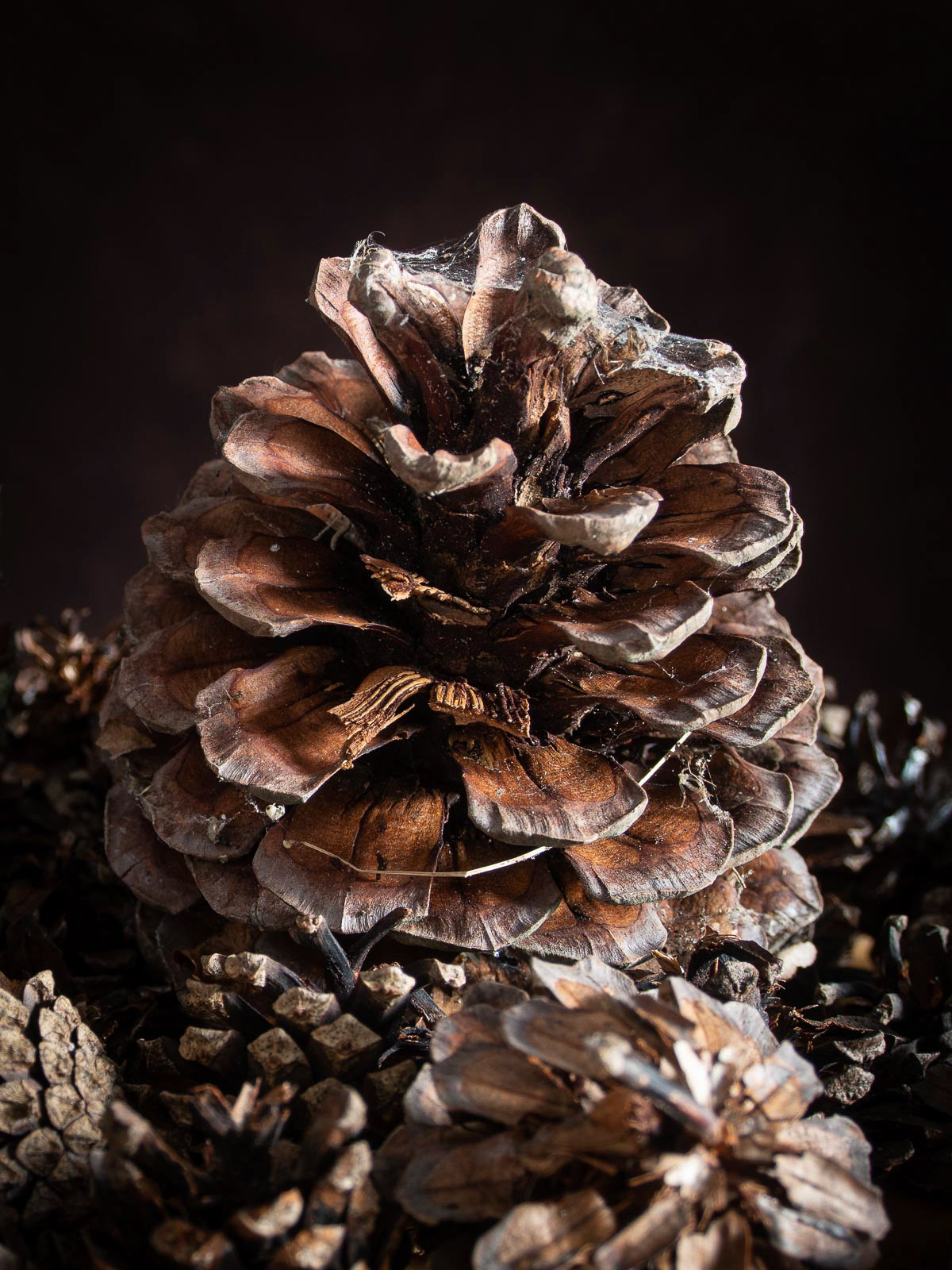 20220711 Pinecones
