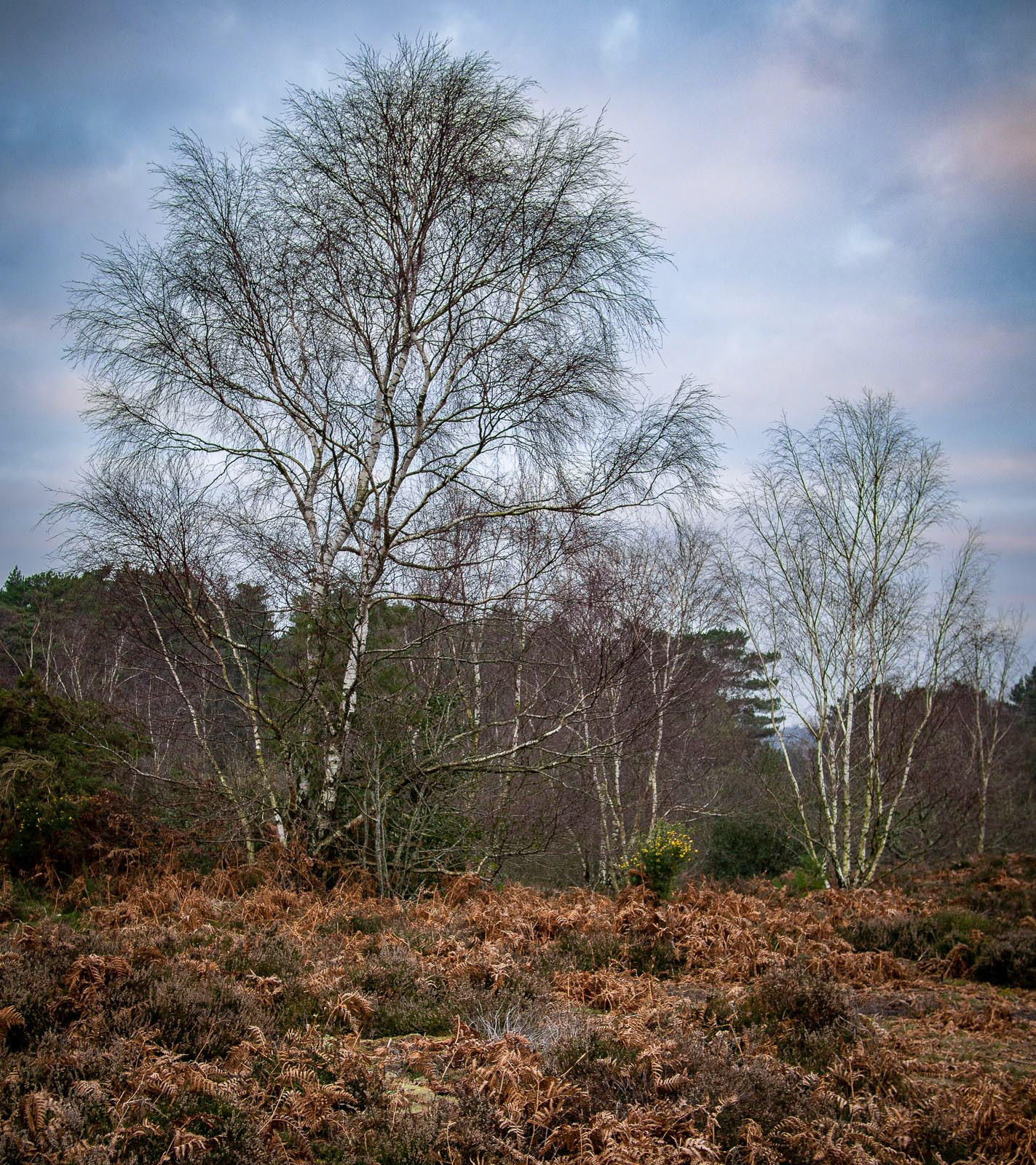 20220115  Silver Birch