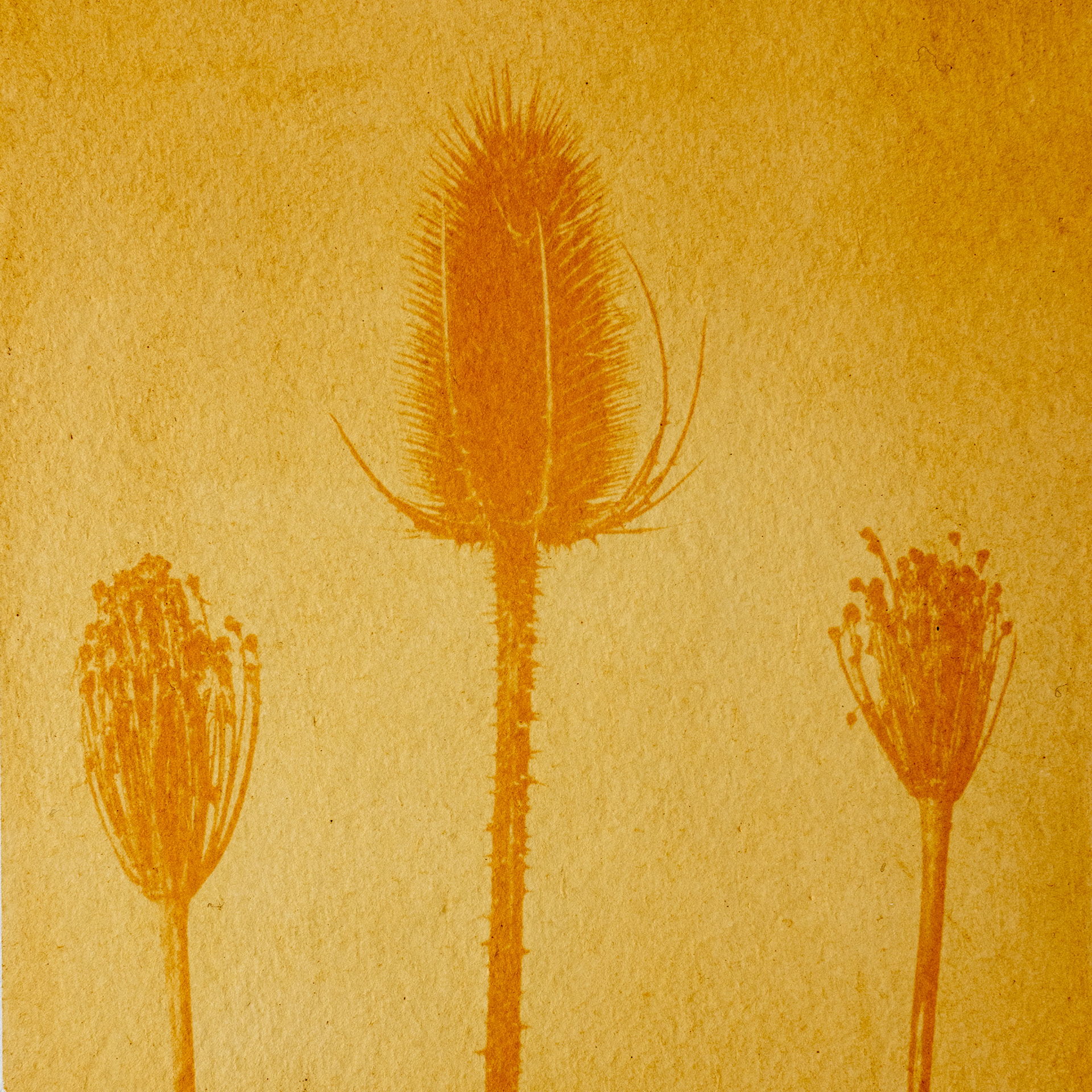 Seedheads - Dye: Onion Skins