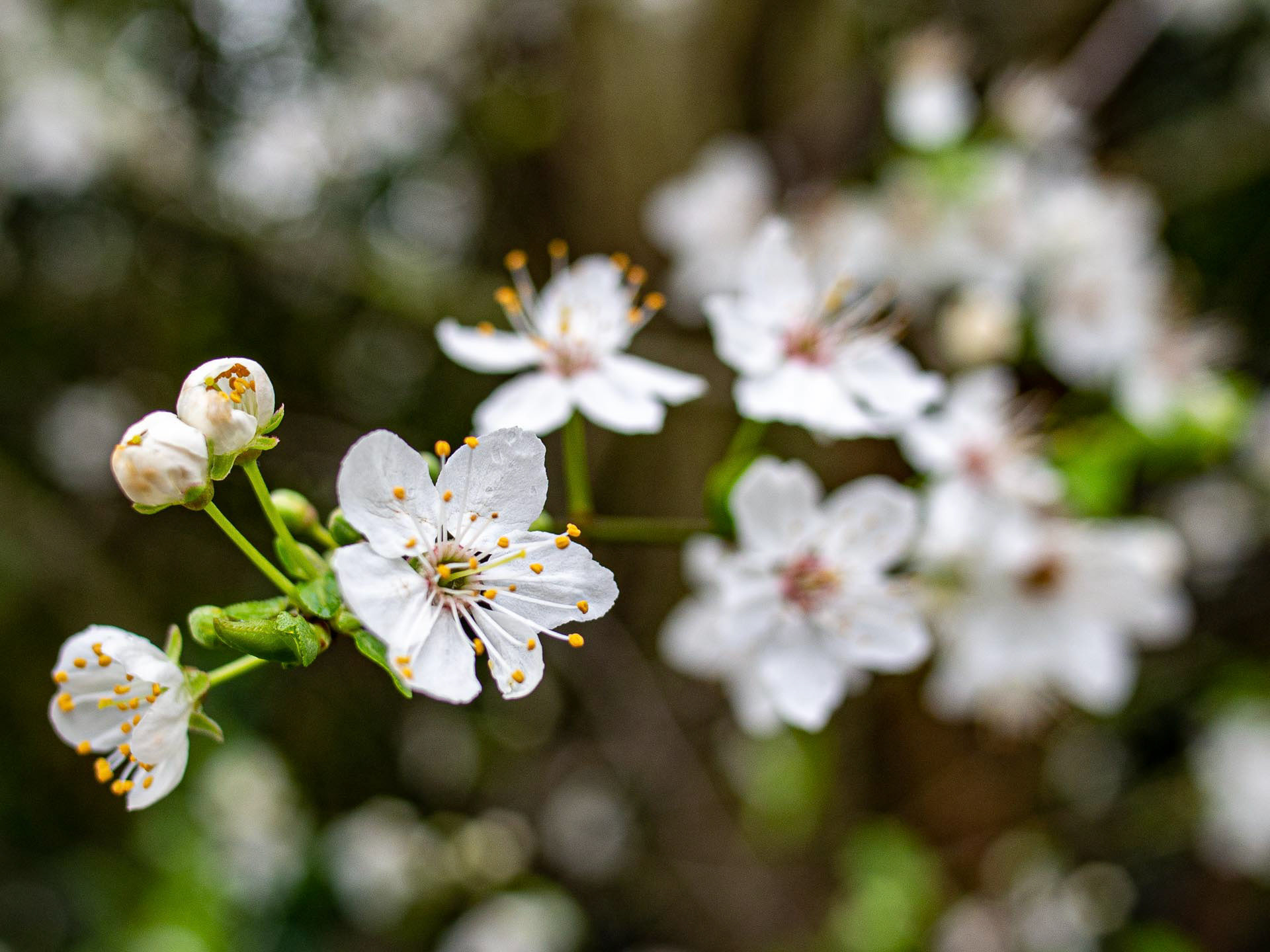20220302 - Blackthorn Blossom