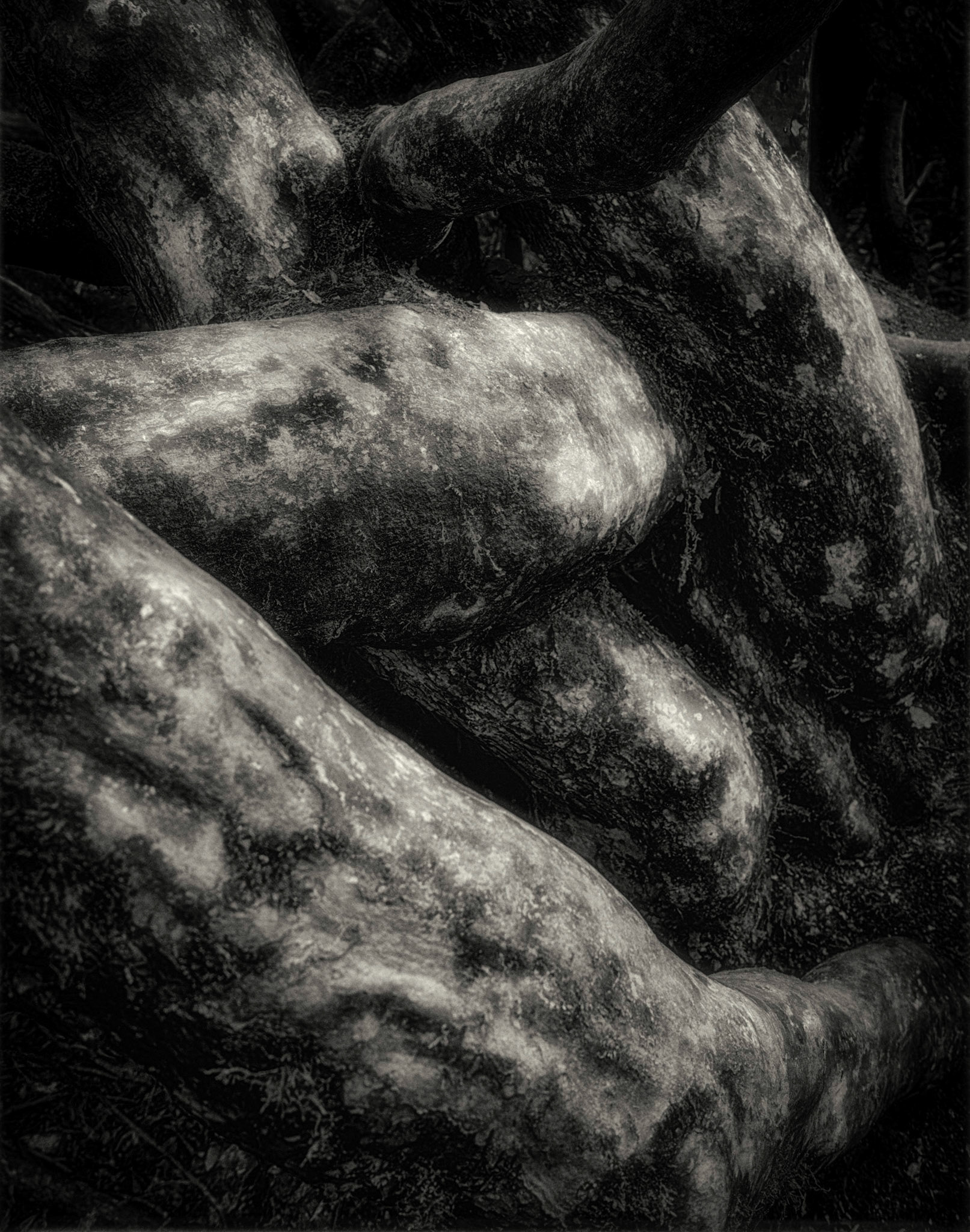 Entwined Limbs
