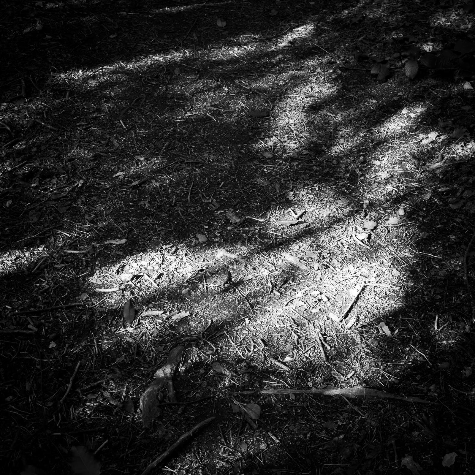 20220407 Sullington Warren Shadows