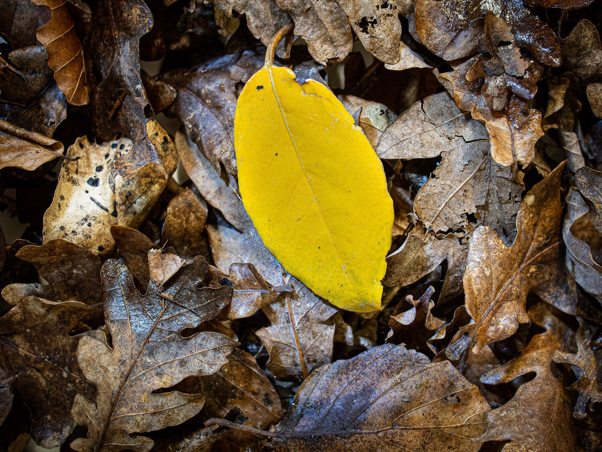 20220101 A splash of Colour