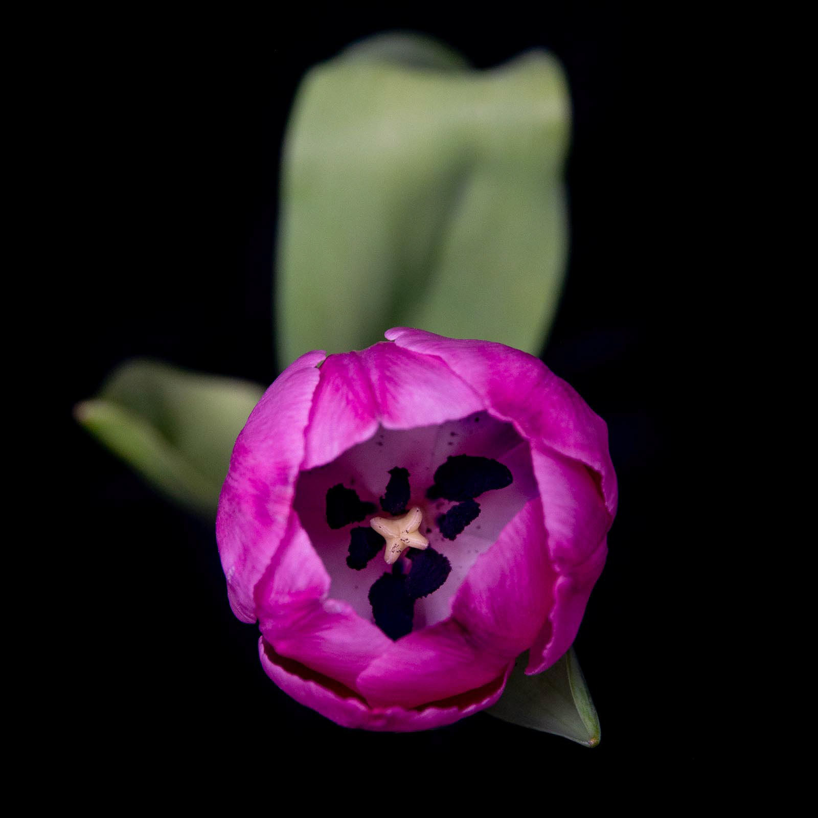 20220511 Tulip