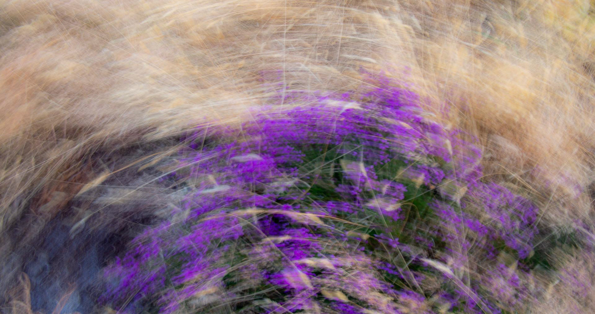 20220718 Heather and Grass (ICM)