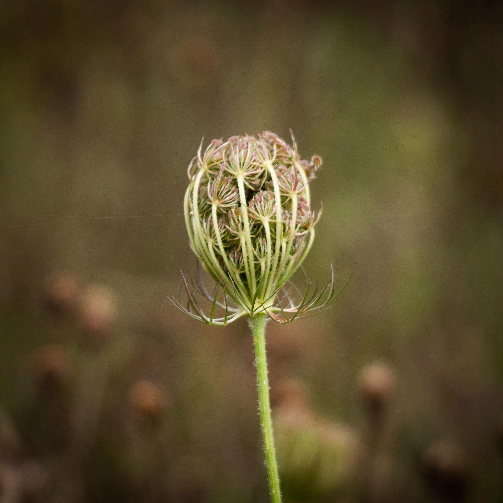 20220819 Wild Carrot