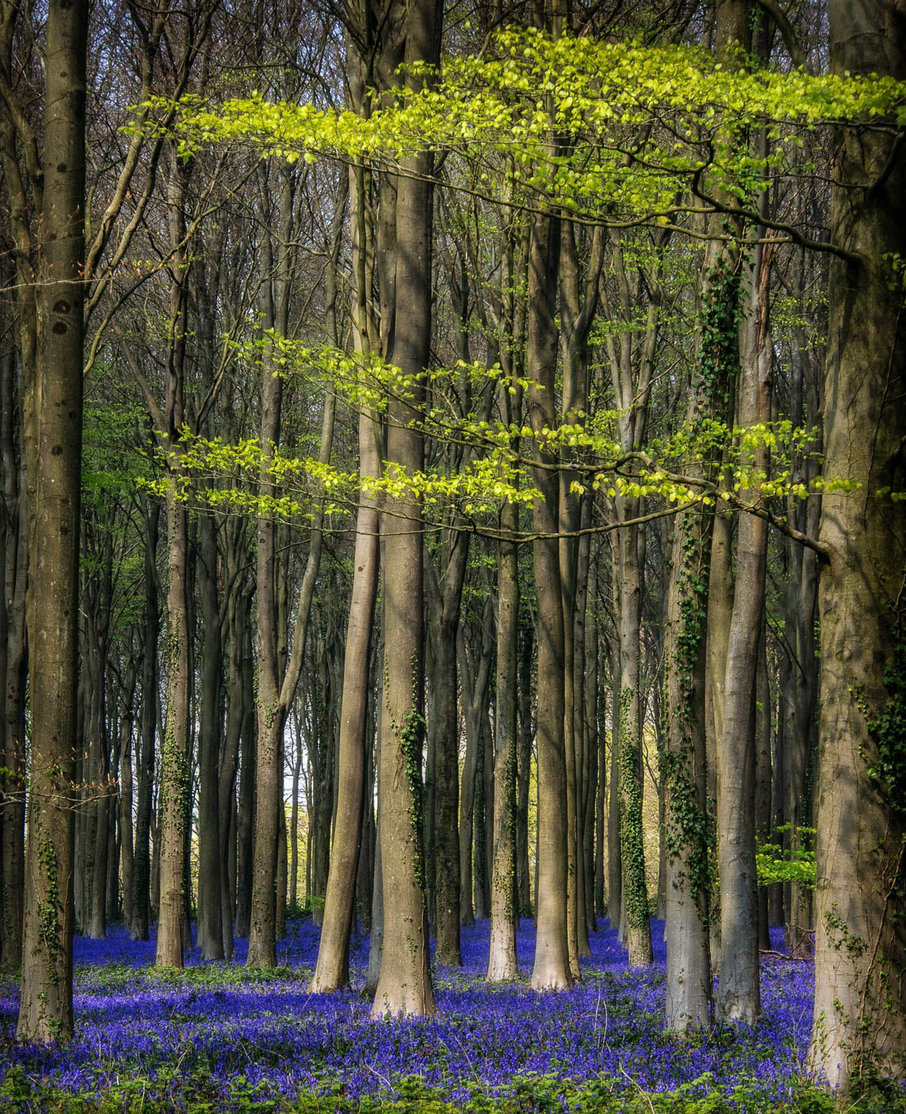 20220421 Wepham Woods