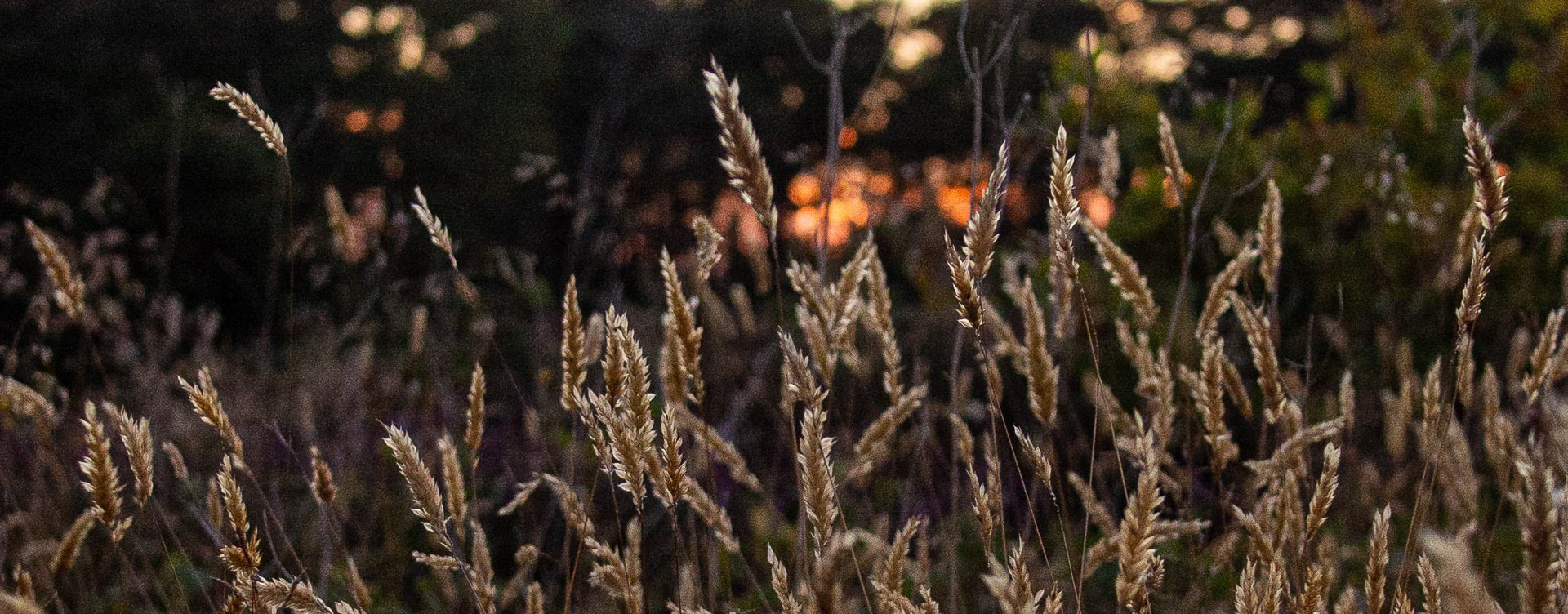 20220714 Grasses at Sunset