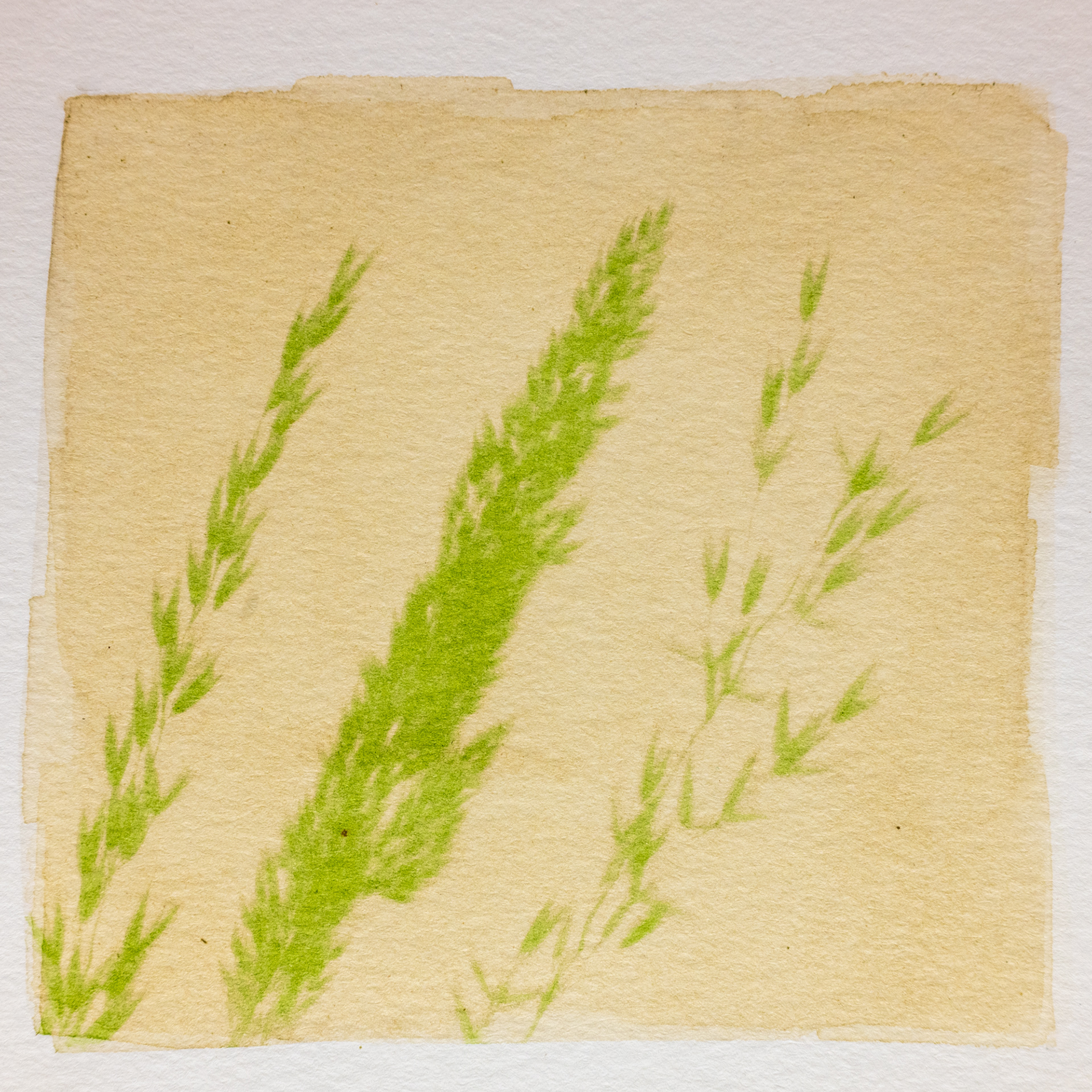 Grasses Photogram #1 - Dye: Spinach Leaves