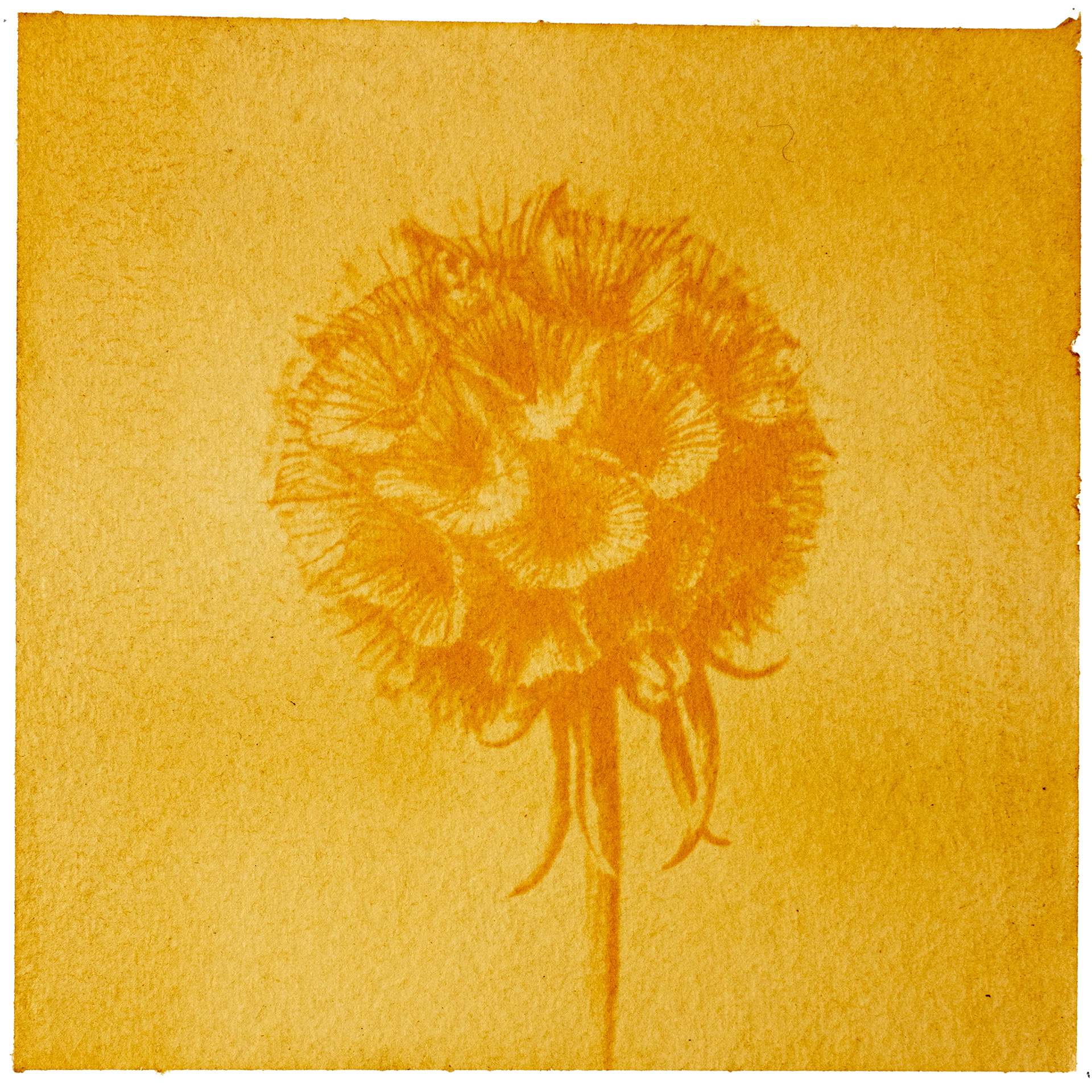 Scabiosa - Dye: Onion Skins