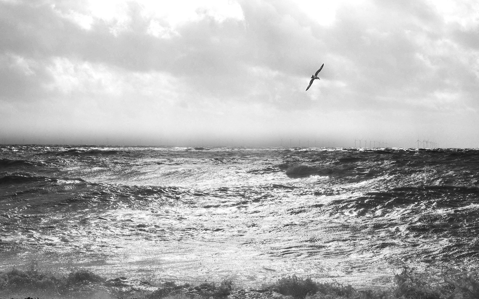 Gull over Sunlit Waves