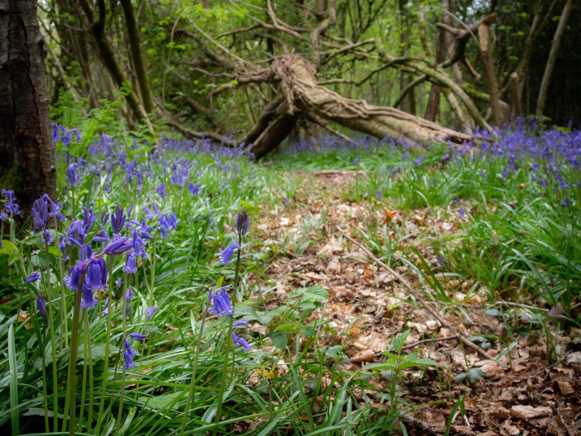 20220427 Bluebells, Highbar Copse