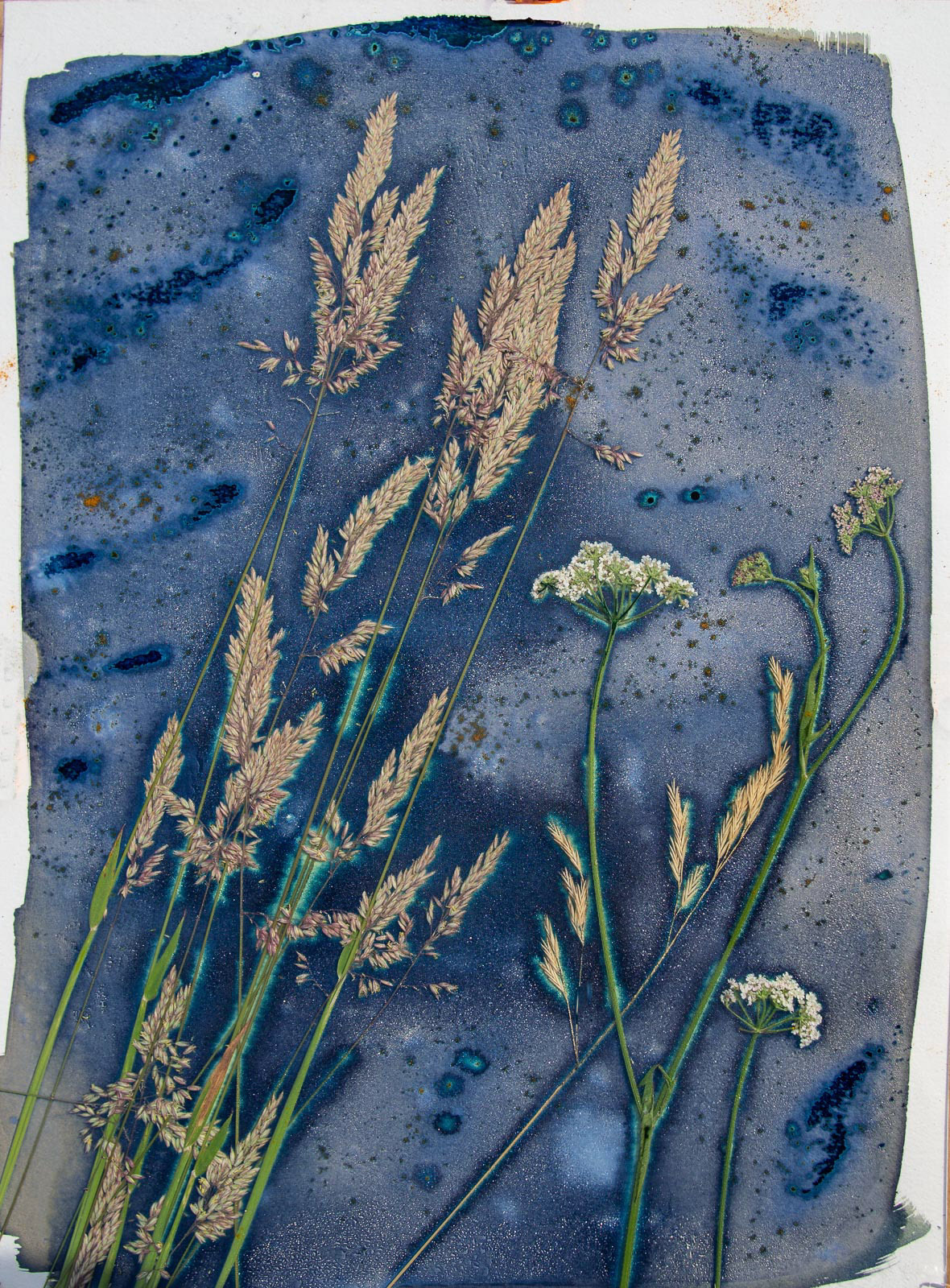 20220626 Exposing Cyanotype