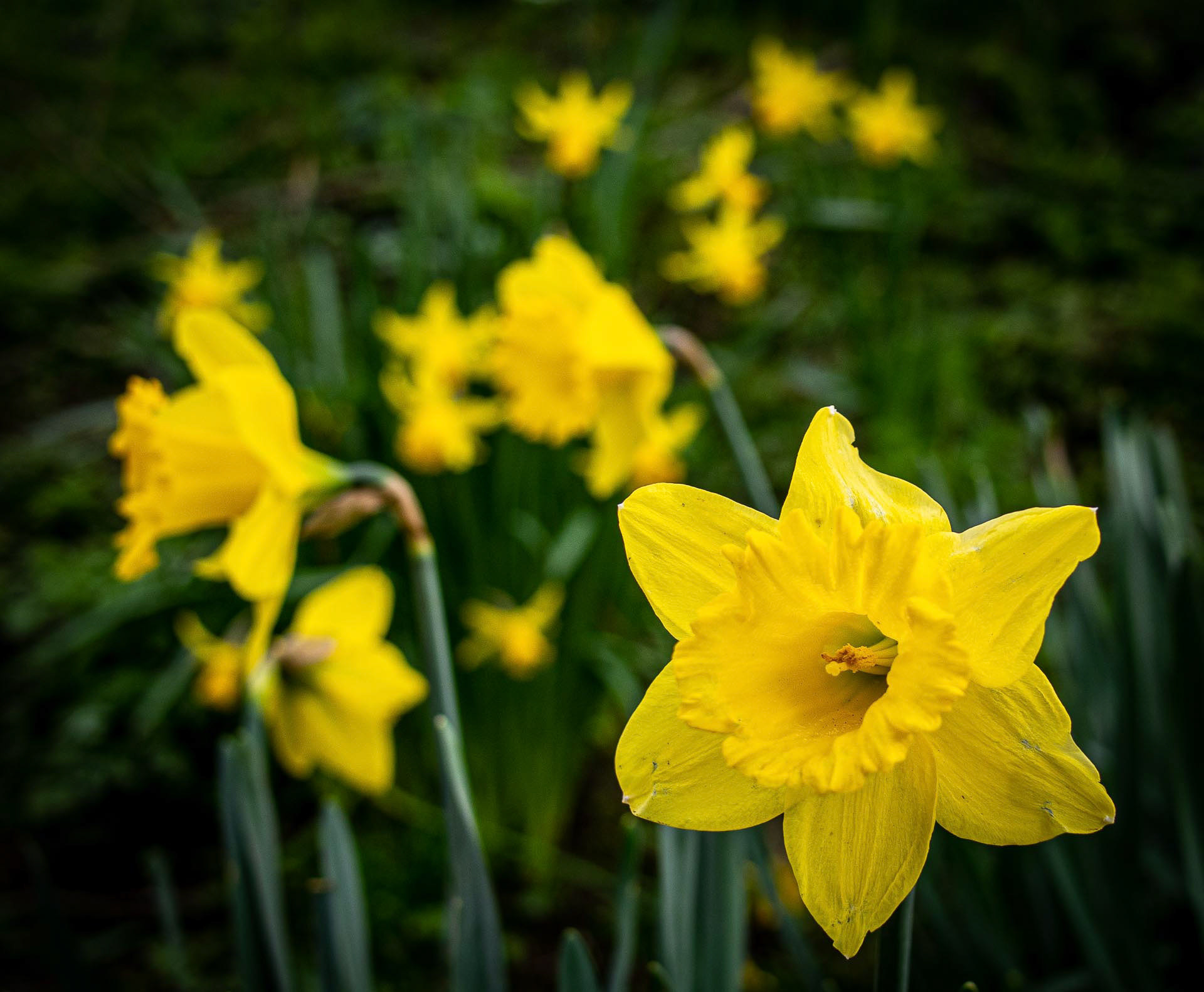 20220303 - Daffodils