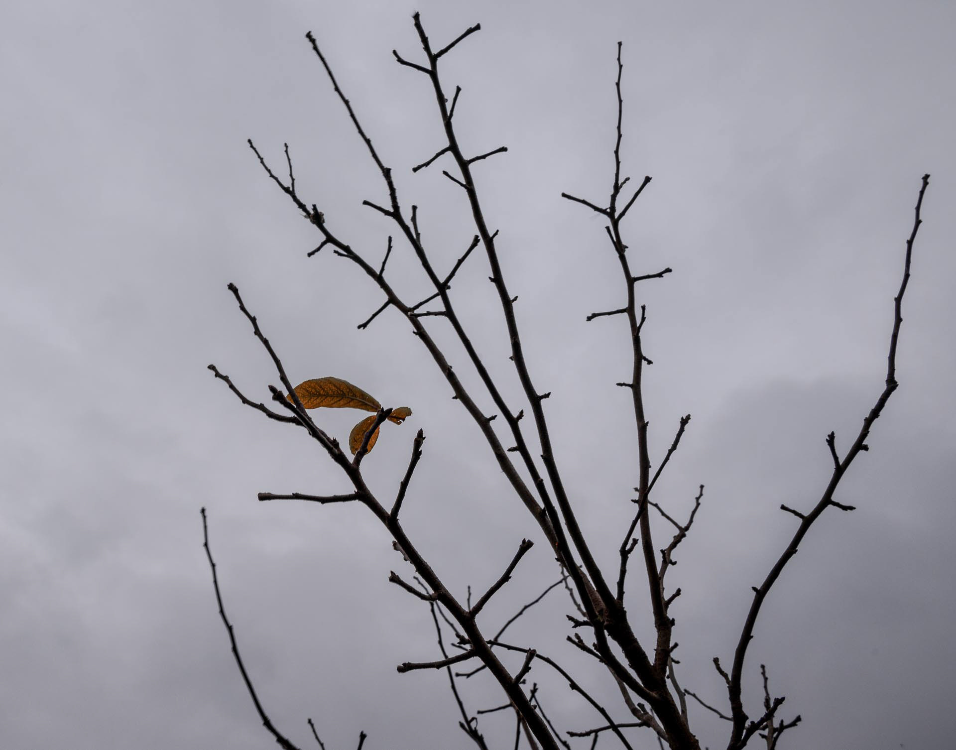 20221219 Last leaf