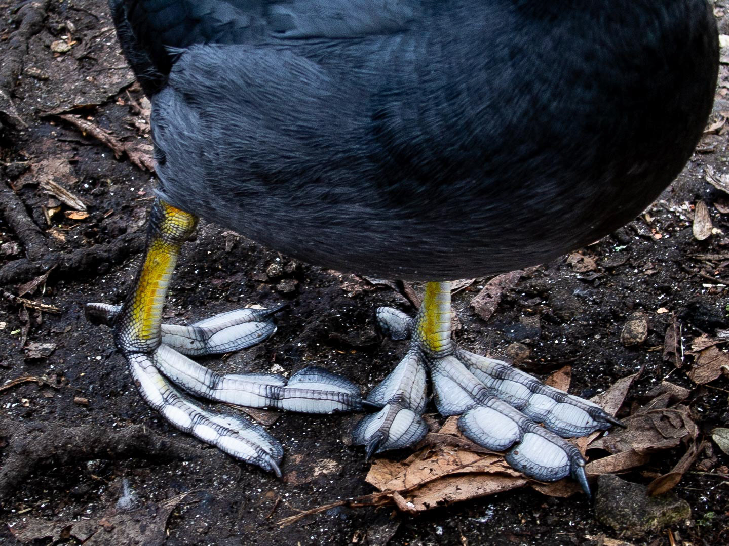 20220202 Coot Undercarriage