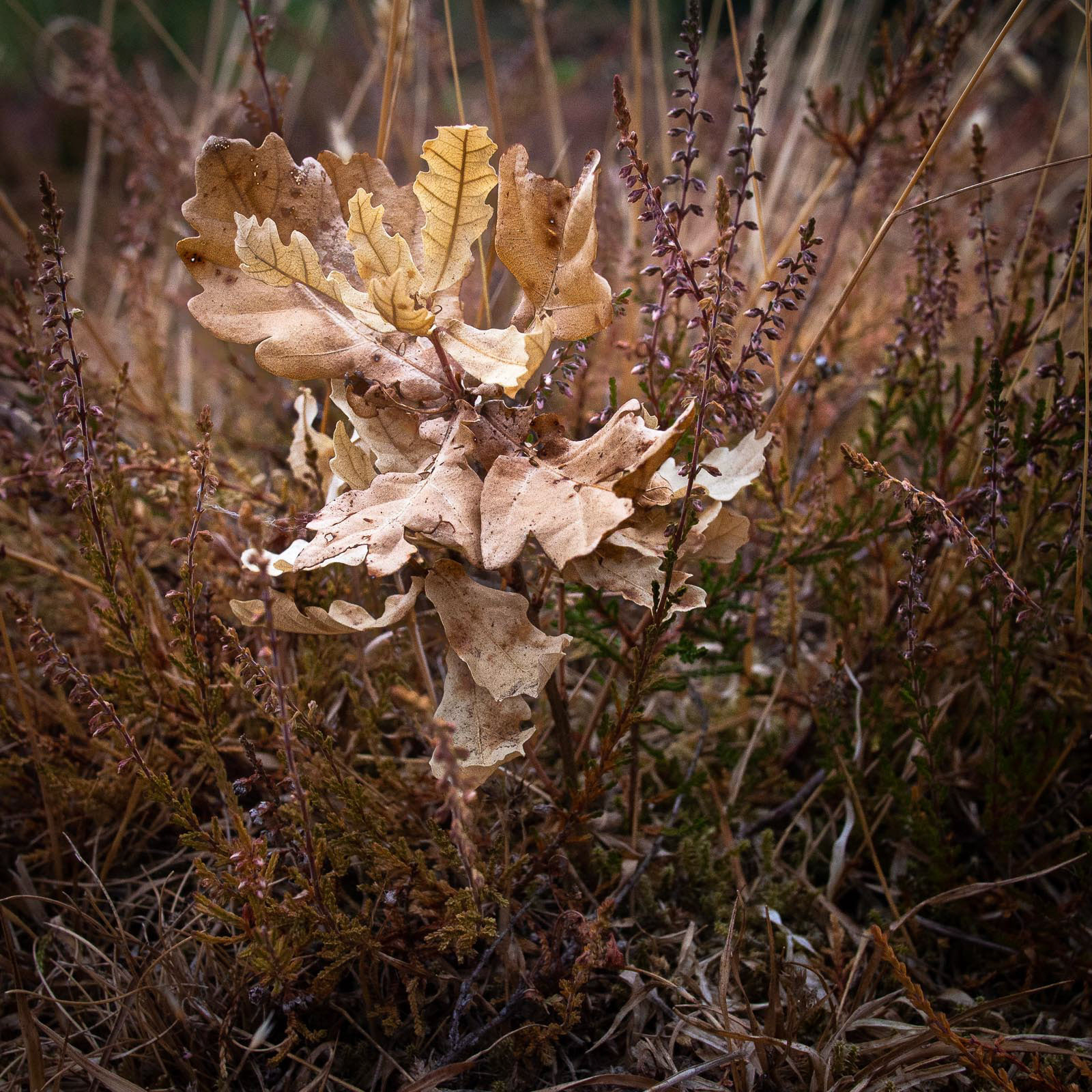 20220727 Drought hit Sapling