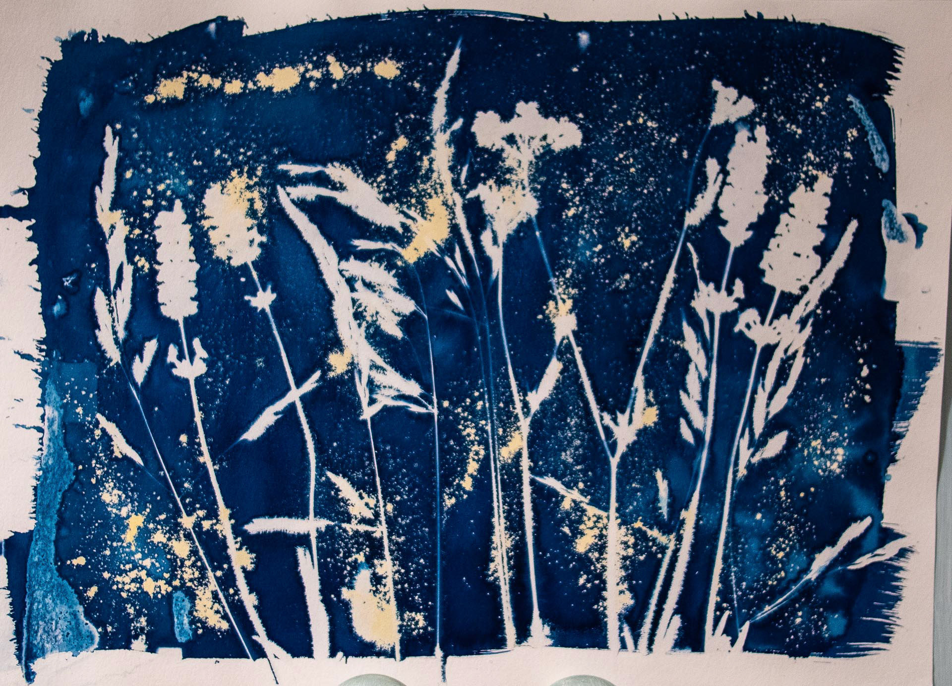 20220804 Grasses Cyanotype