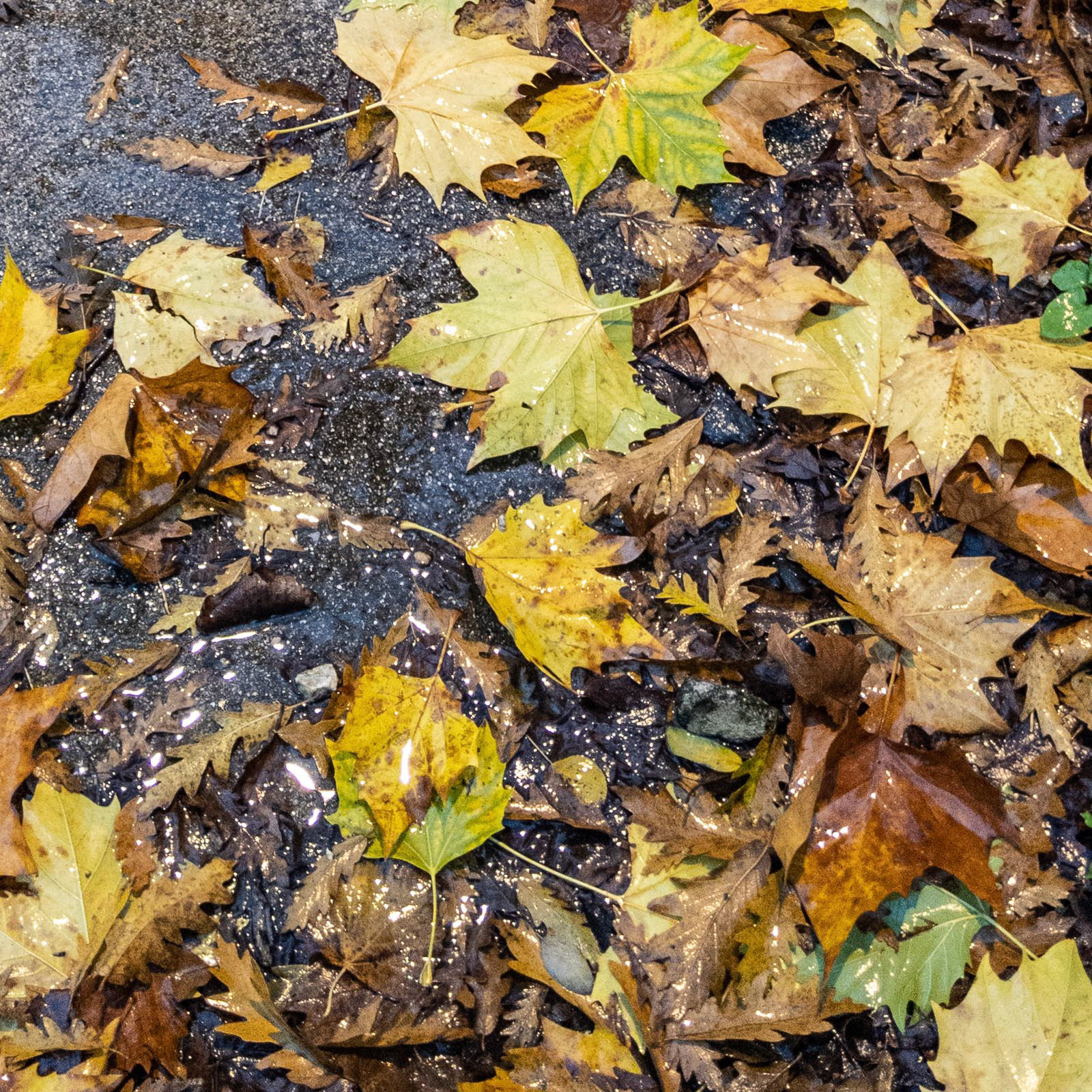 20221116 Wet Leaves