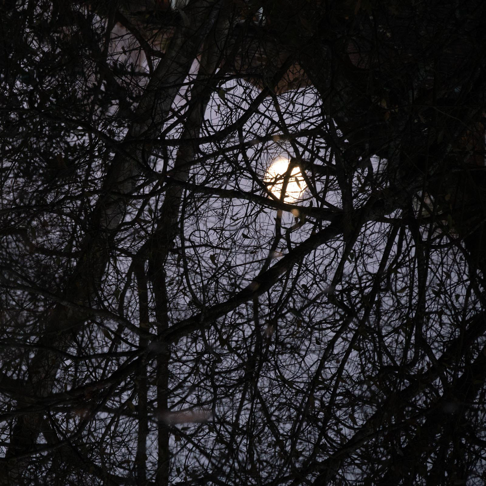 20221206 Moonrise, Sandgate pond