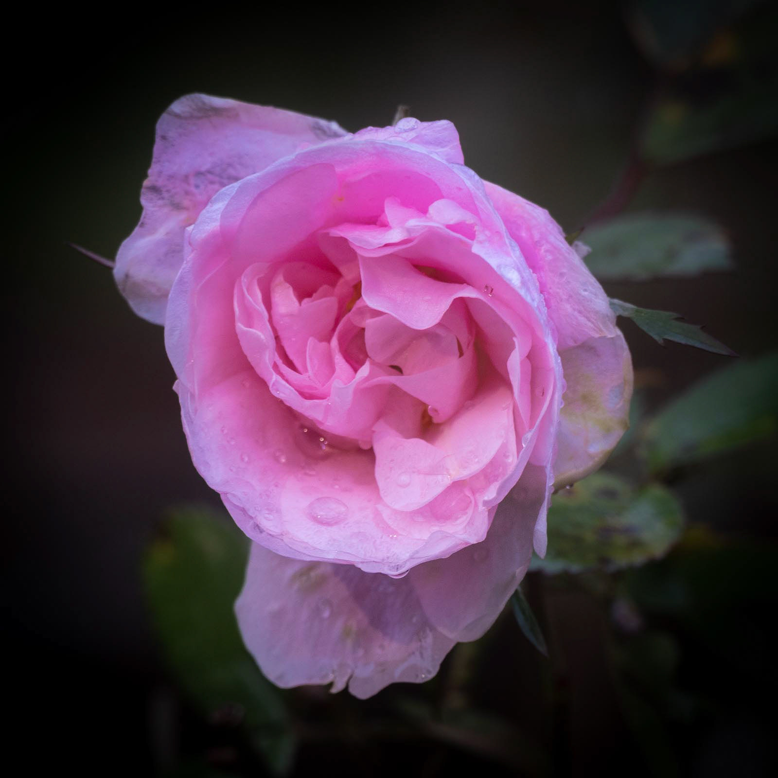 20221107 Rain drops on rose