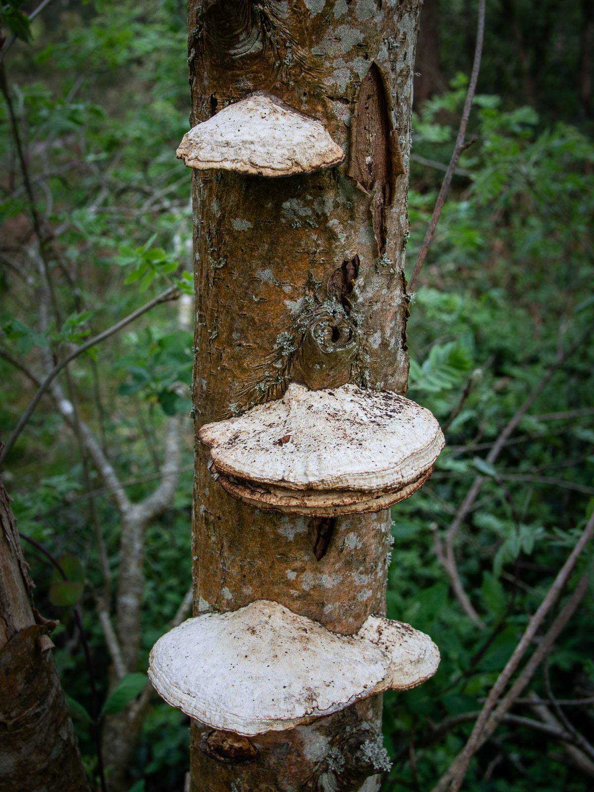 20220423 Bracket Fungi