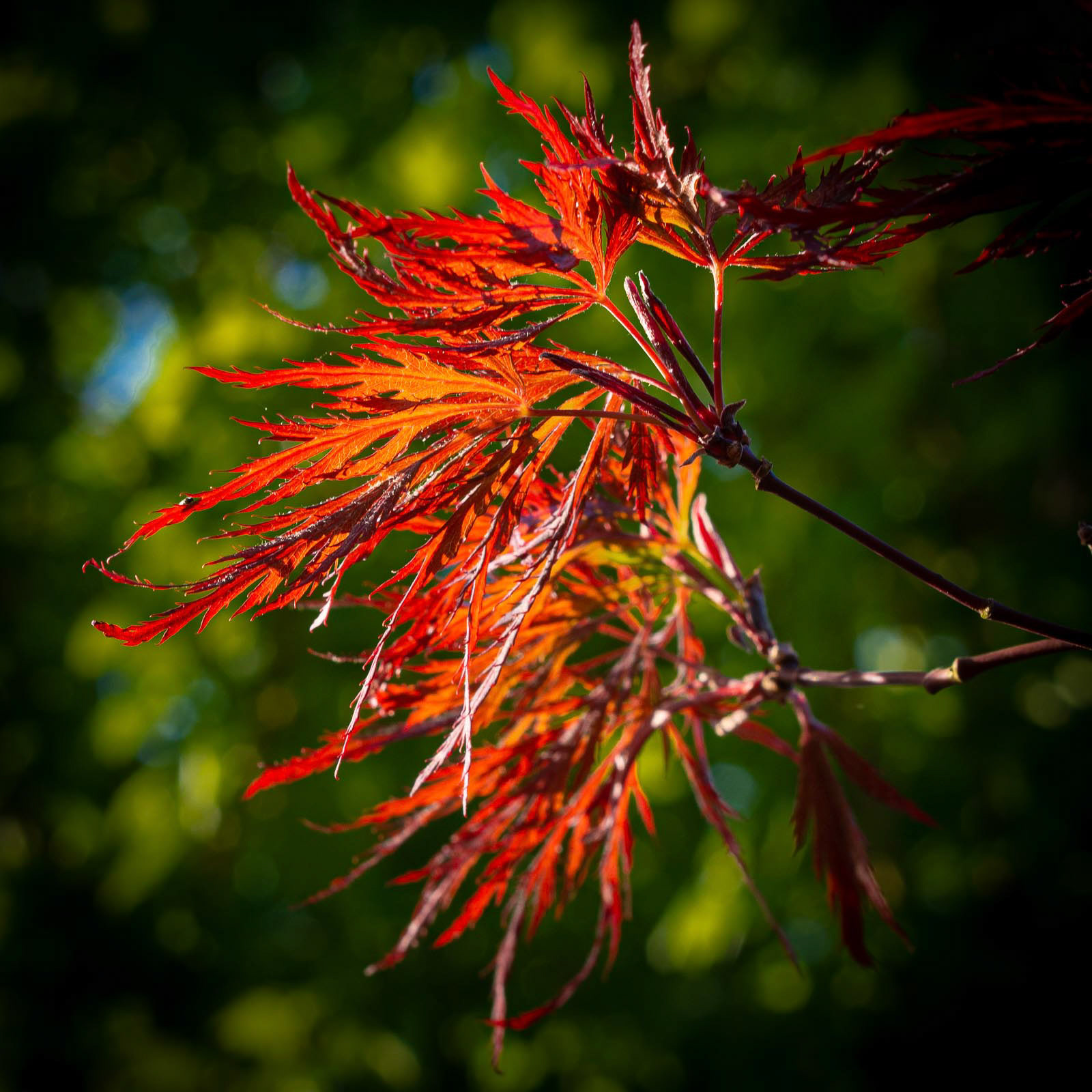 20220416 Glowing Acer