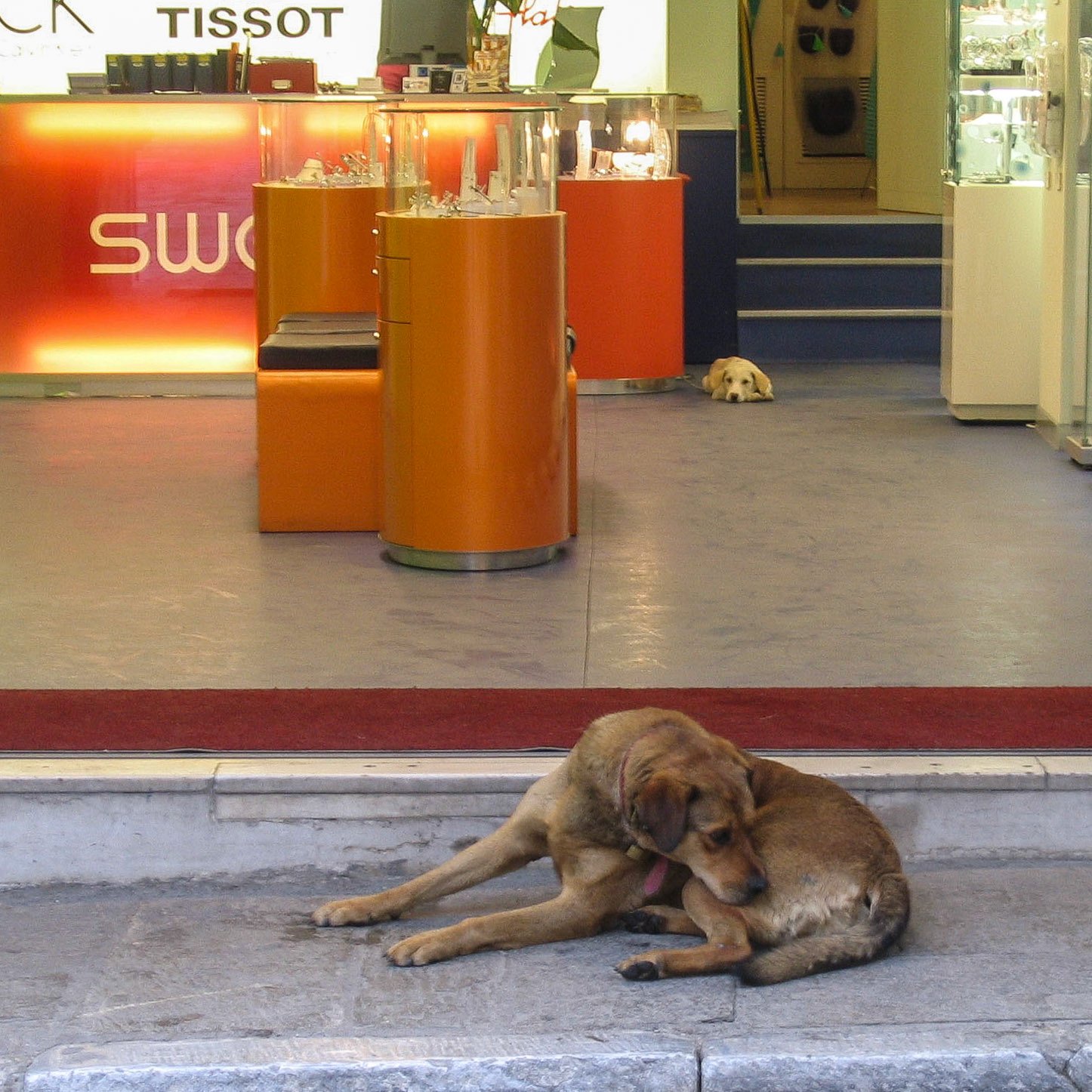 Street Dogs, Athens