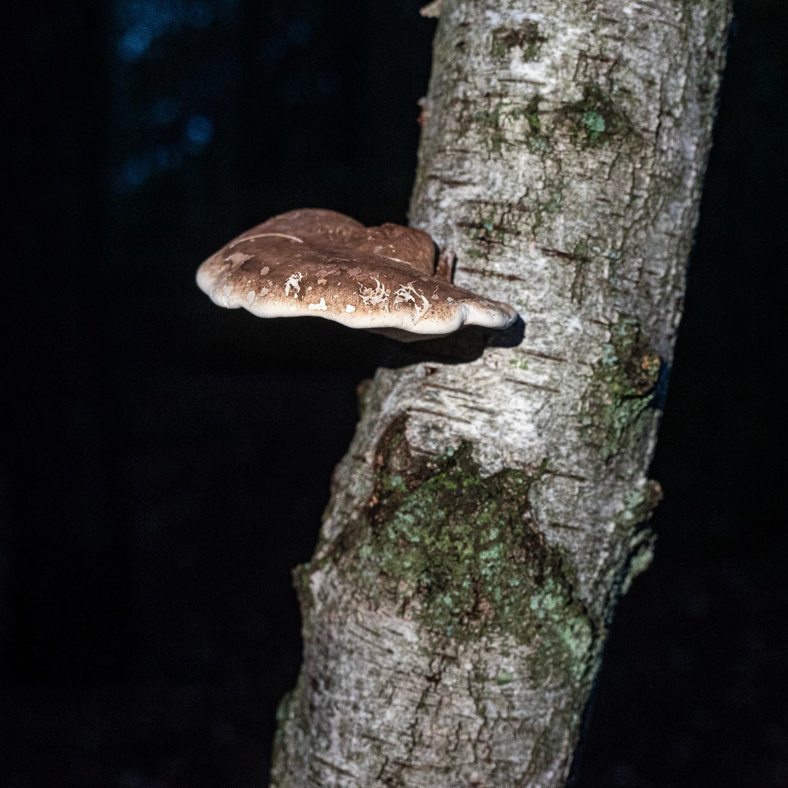 20221101 Bracket Fungus at dusk
