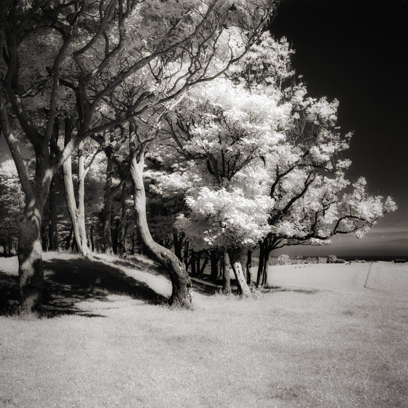 20220614 Chanctonbury Ring (Infra Red)