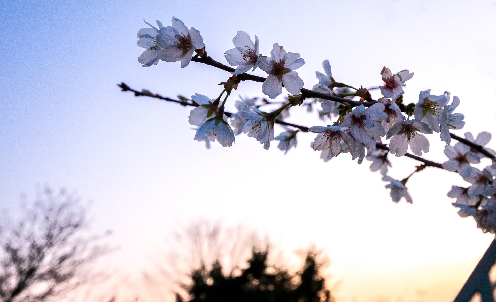 20220324 Cherry Blossom