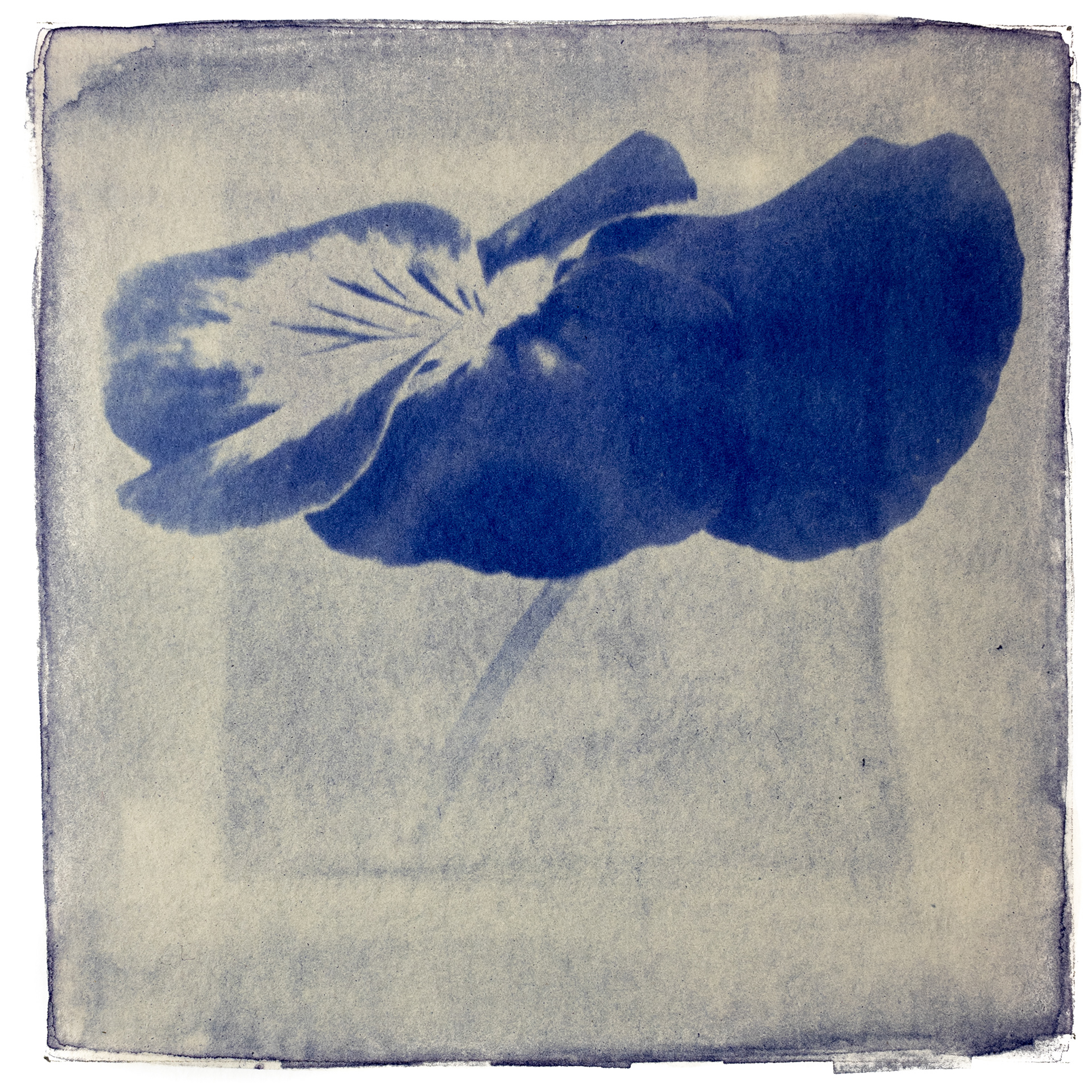 Pansy - Dye: Pansy Petals