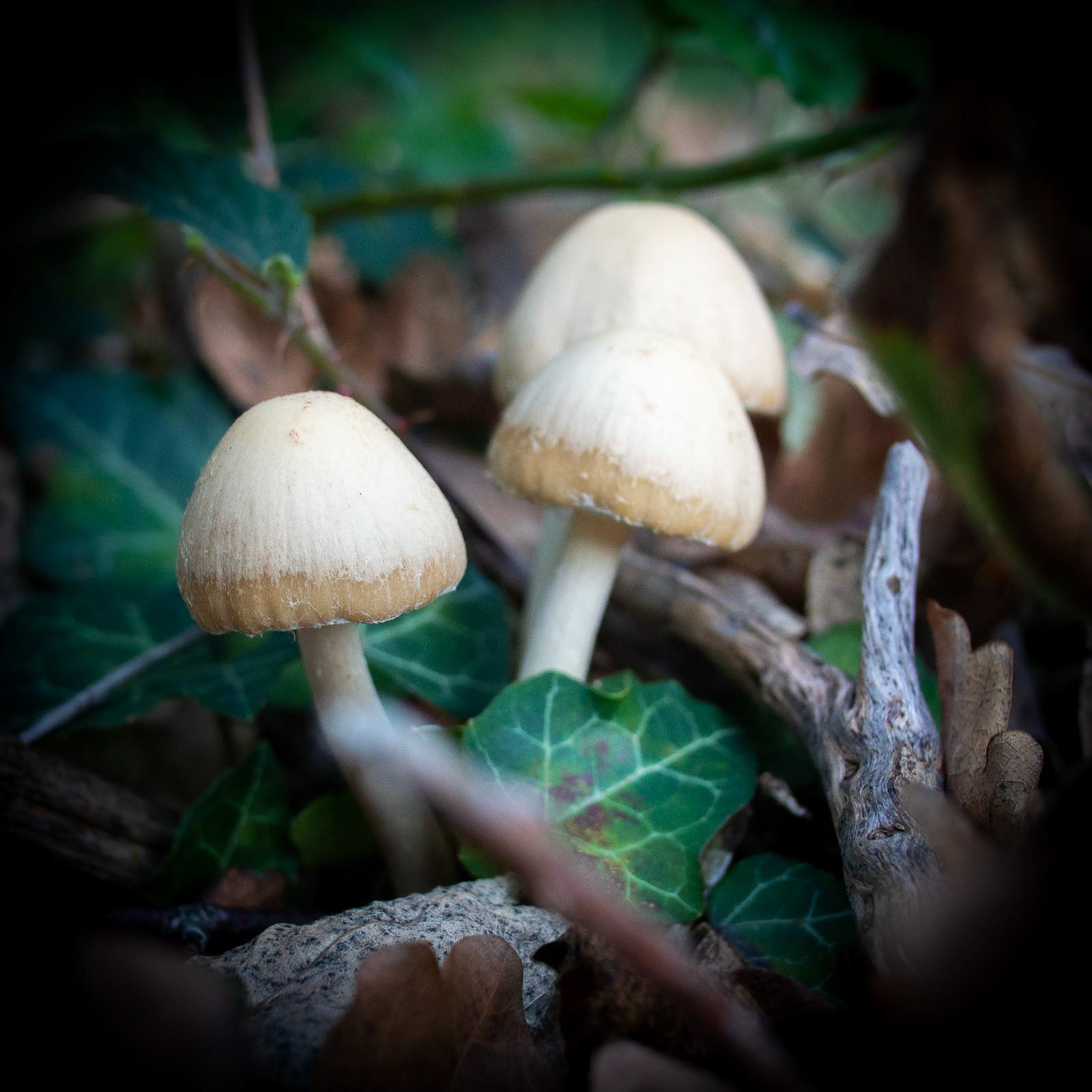 20220910 Fungi and Ivy