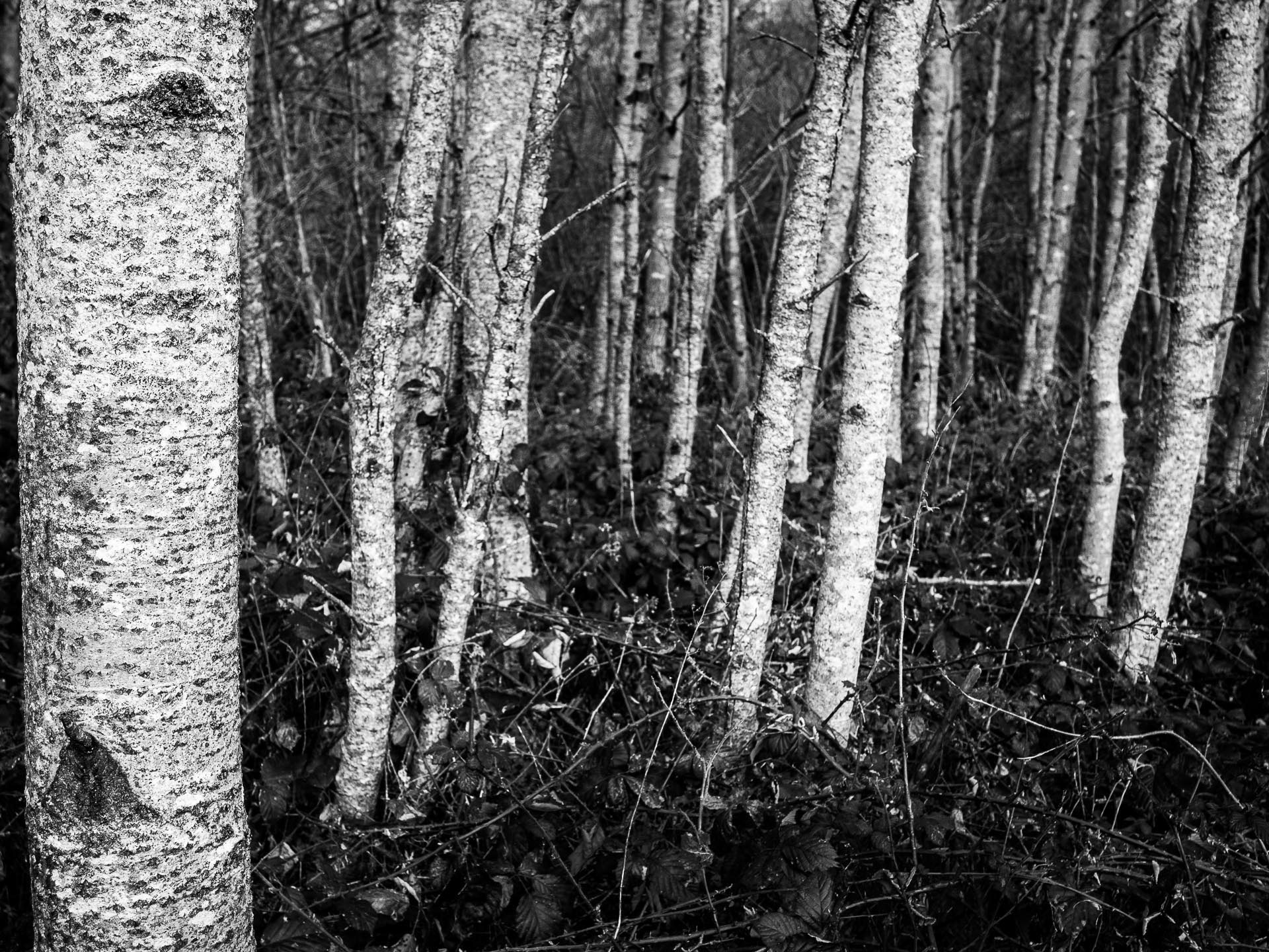 20220126 Birch Coppice