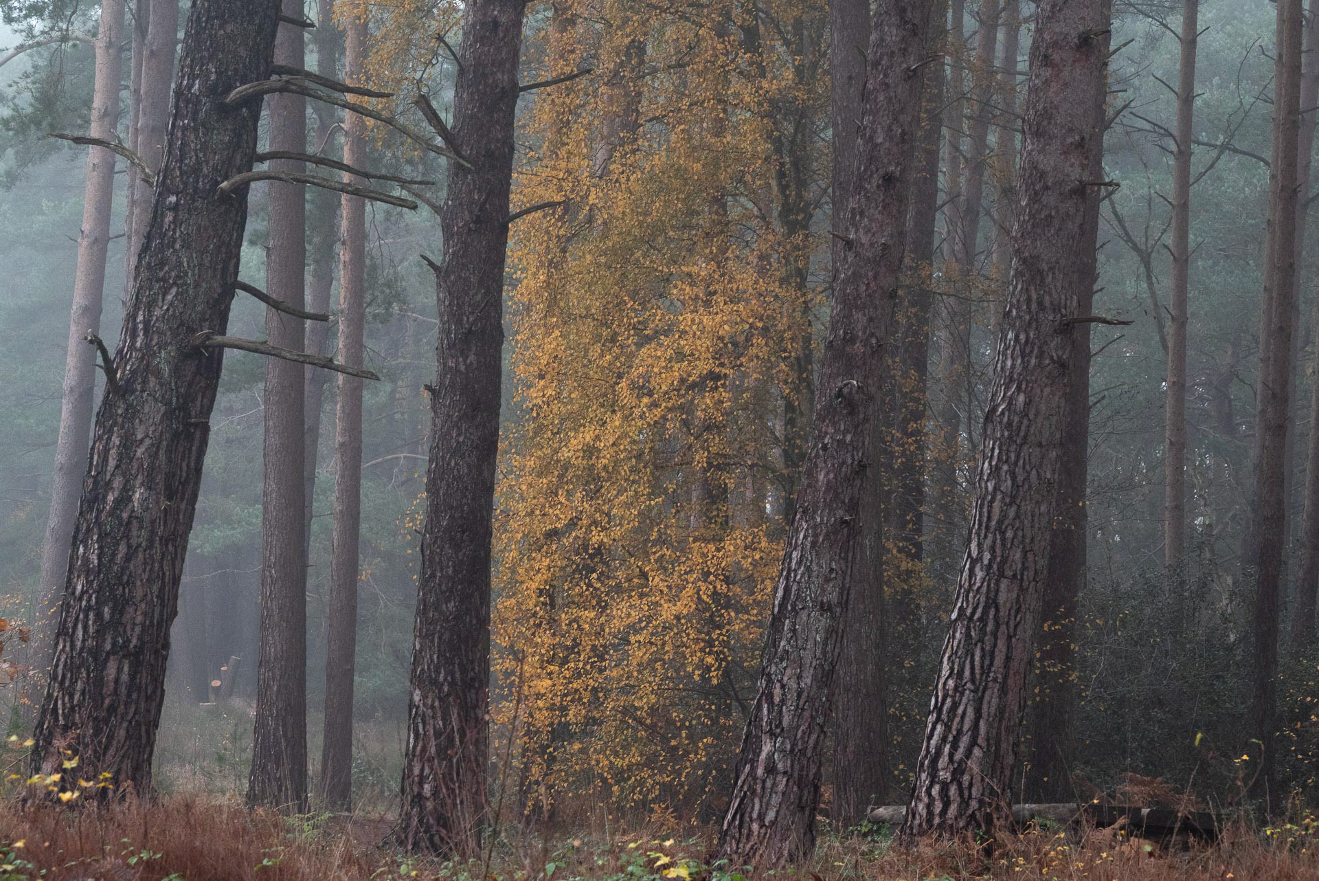 20221201 Misty Woods