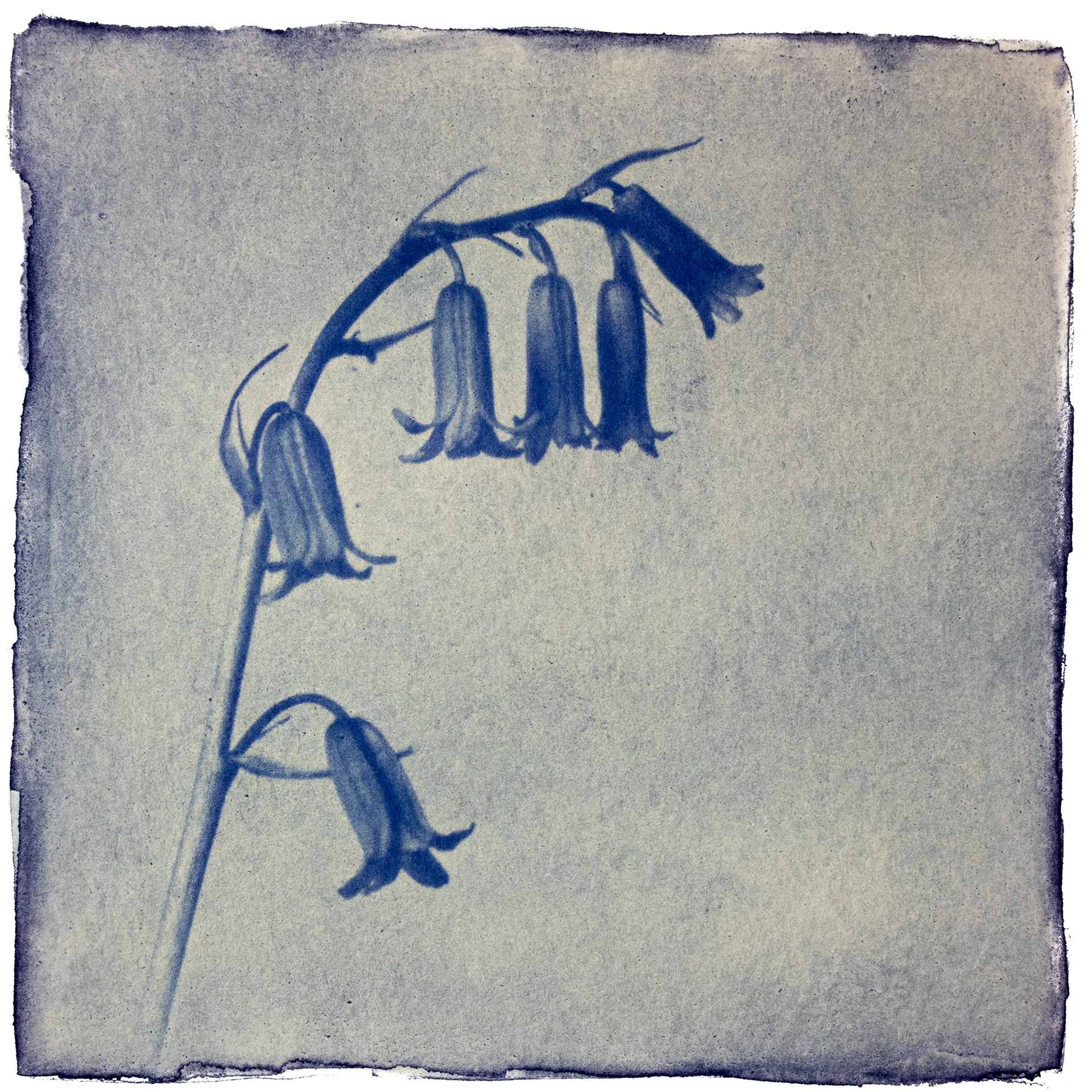Bluebells - Dye: Pansy Petals