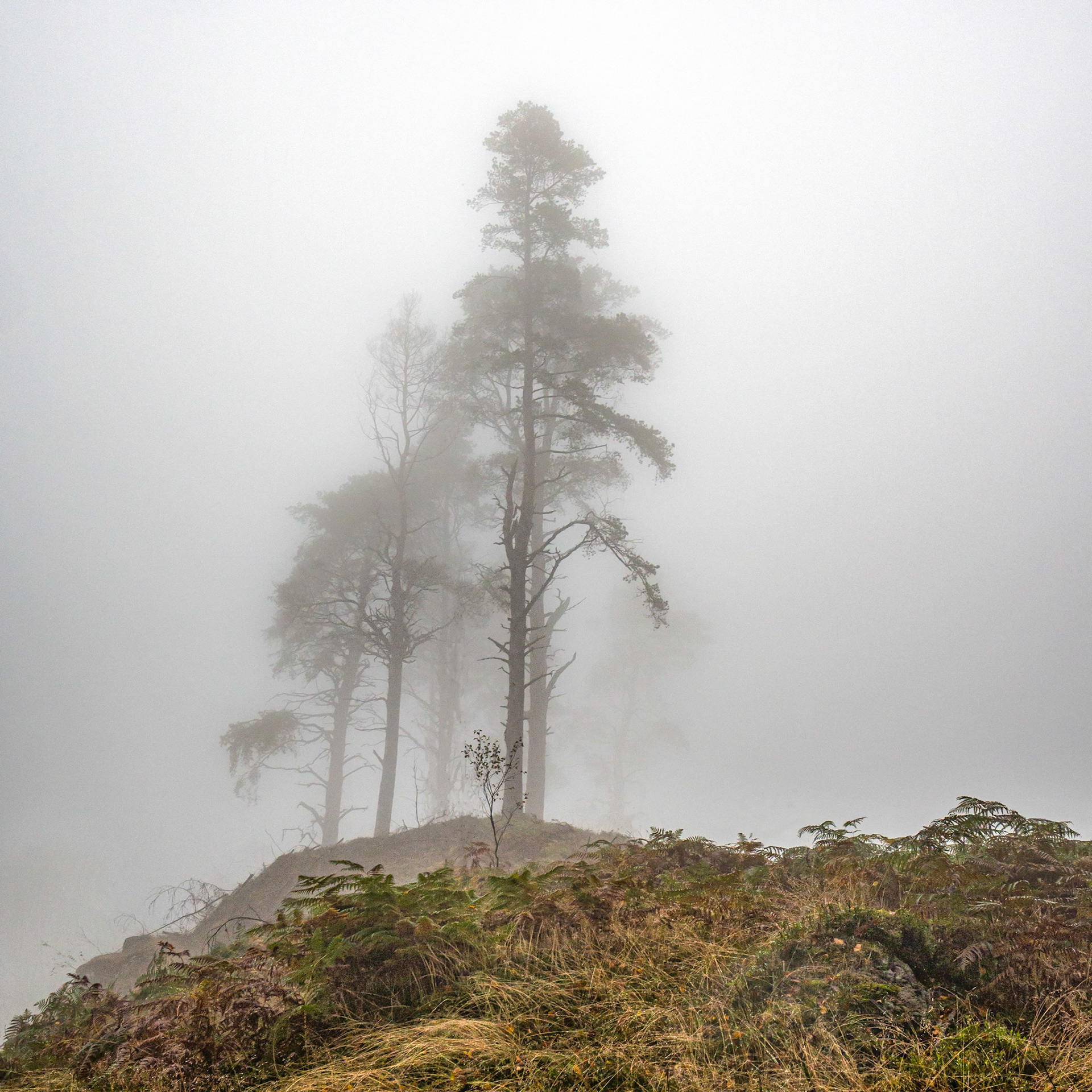 Thicket in the mist