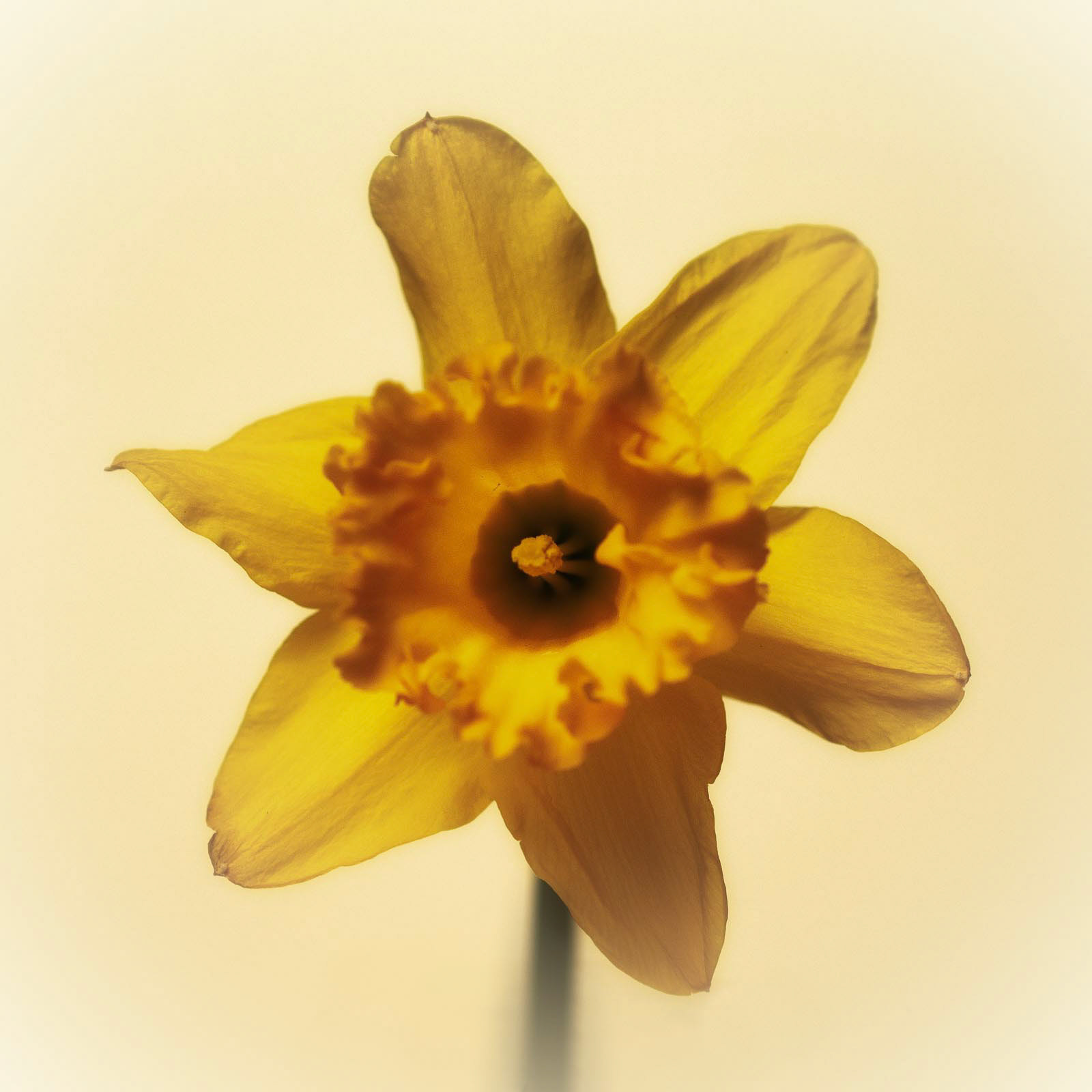 20220226 Daffodil