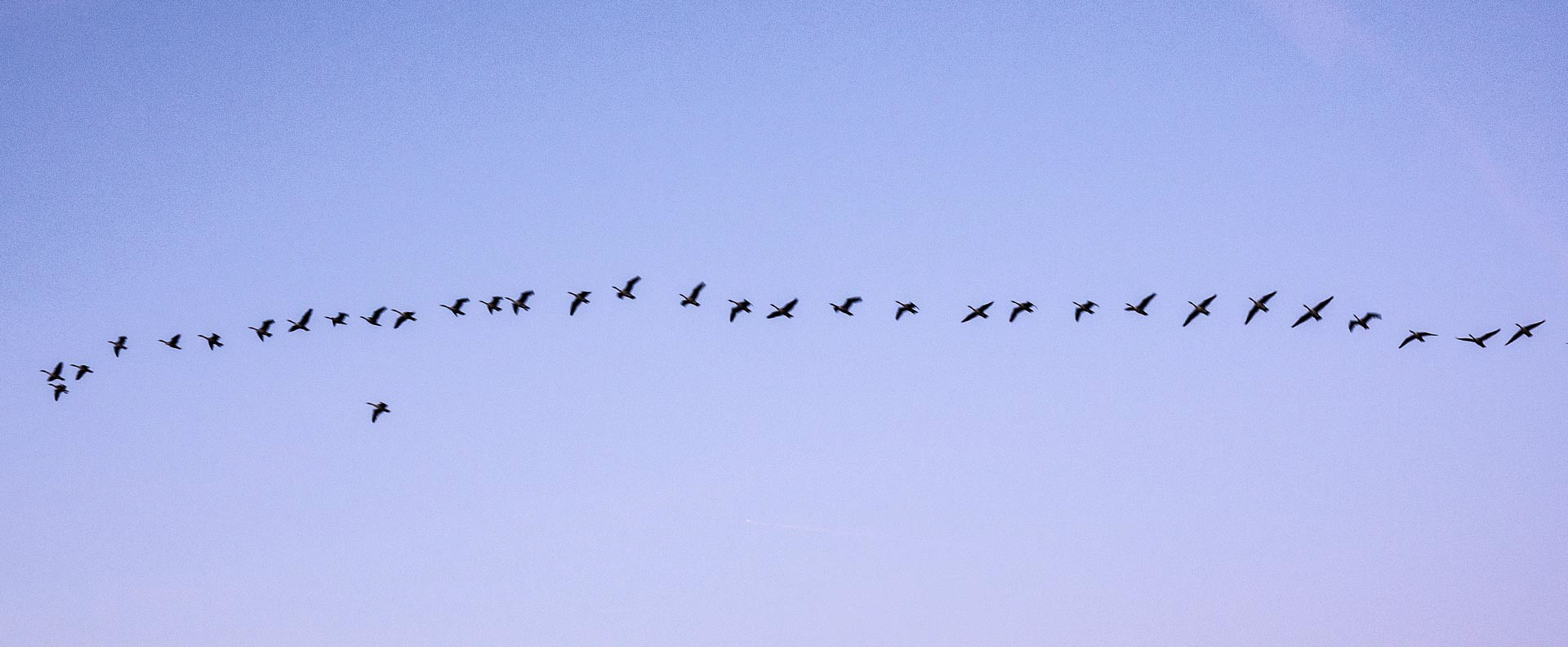 20221008 Odd Bird Out