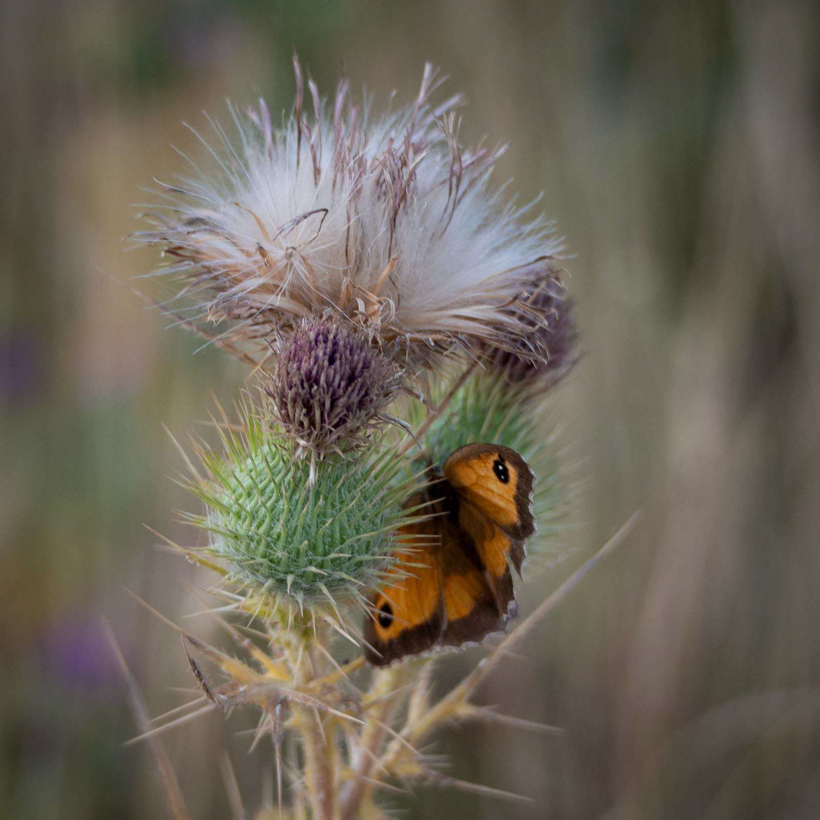 20220806 Meadow Brown on Thistle