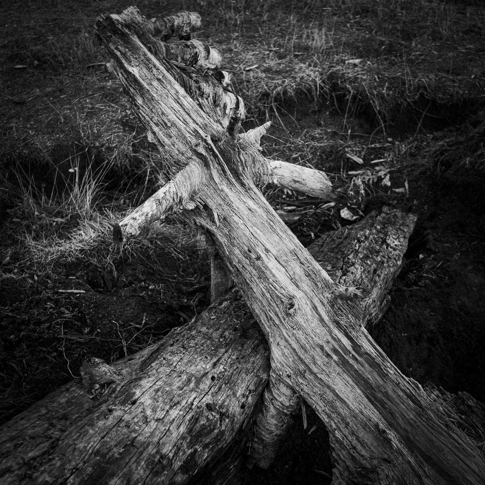 20220818 Crossed Logs