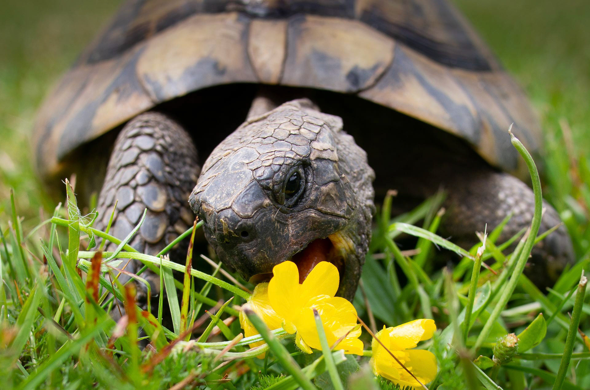 20220619 Dennis with buttercup