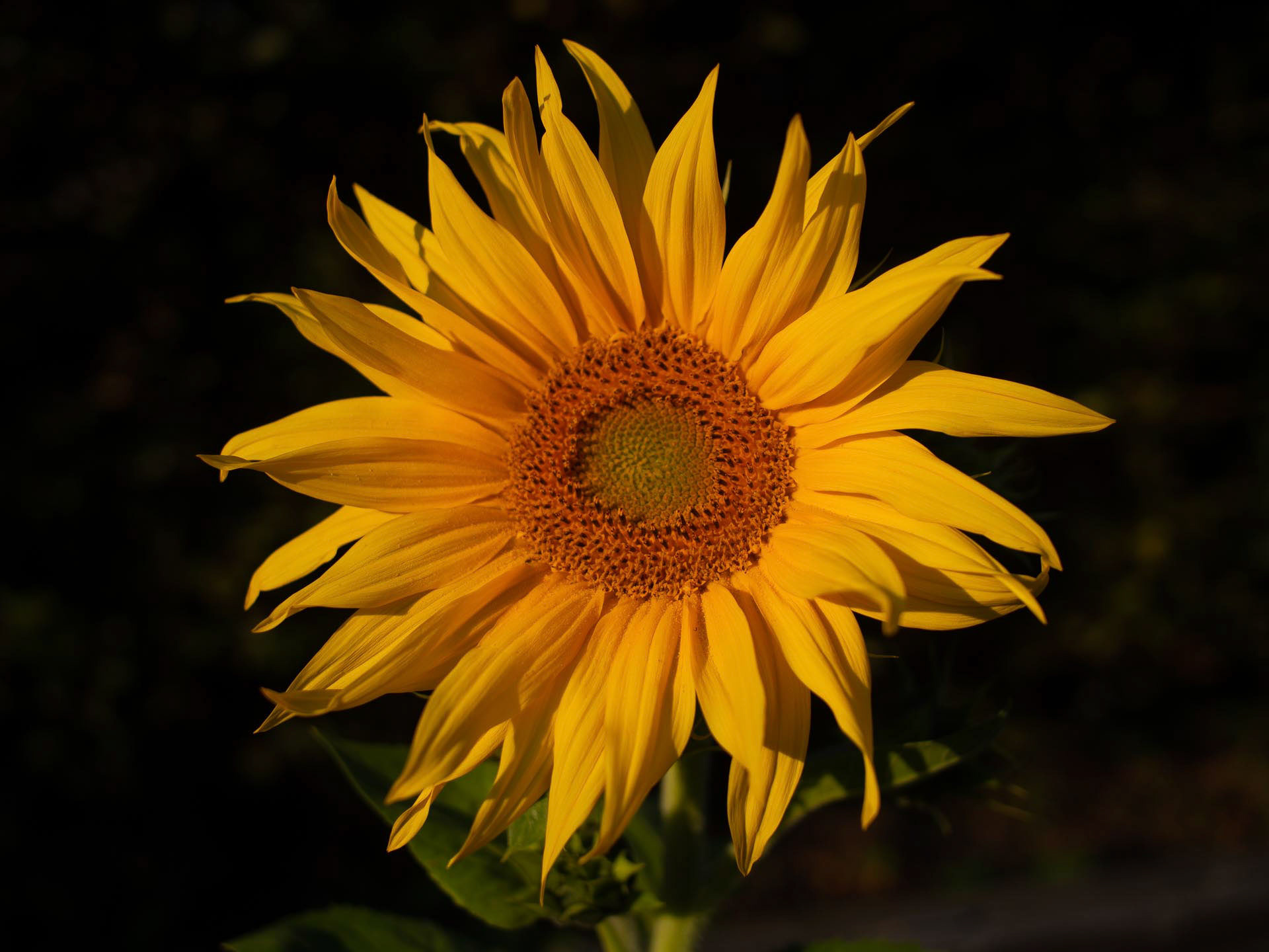 20220918 Sunflower