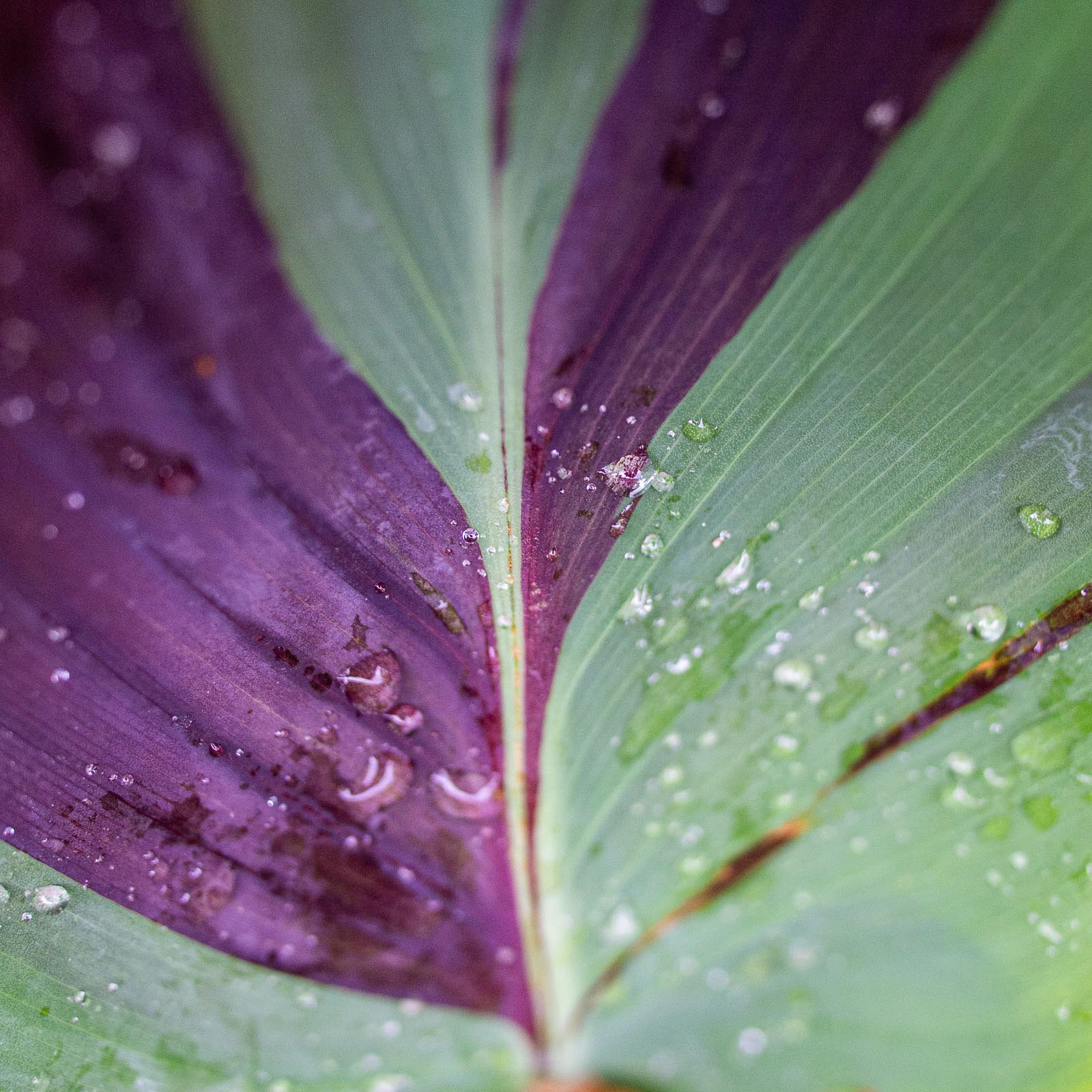 20220817 After the Rain